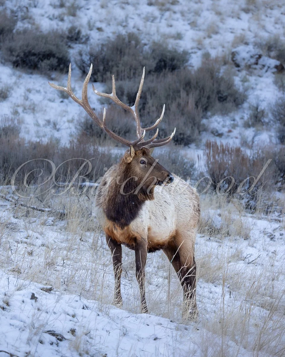 A large elk with antlers standing in a snowy landscape with dry grass and bushes.