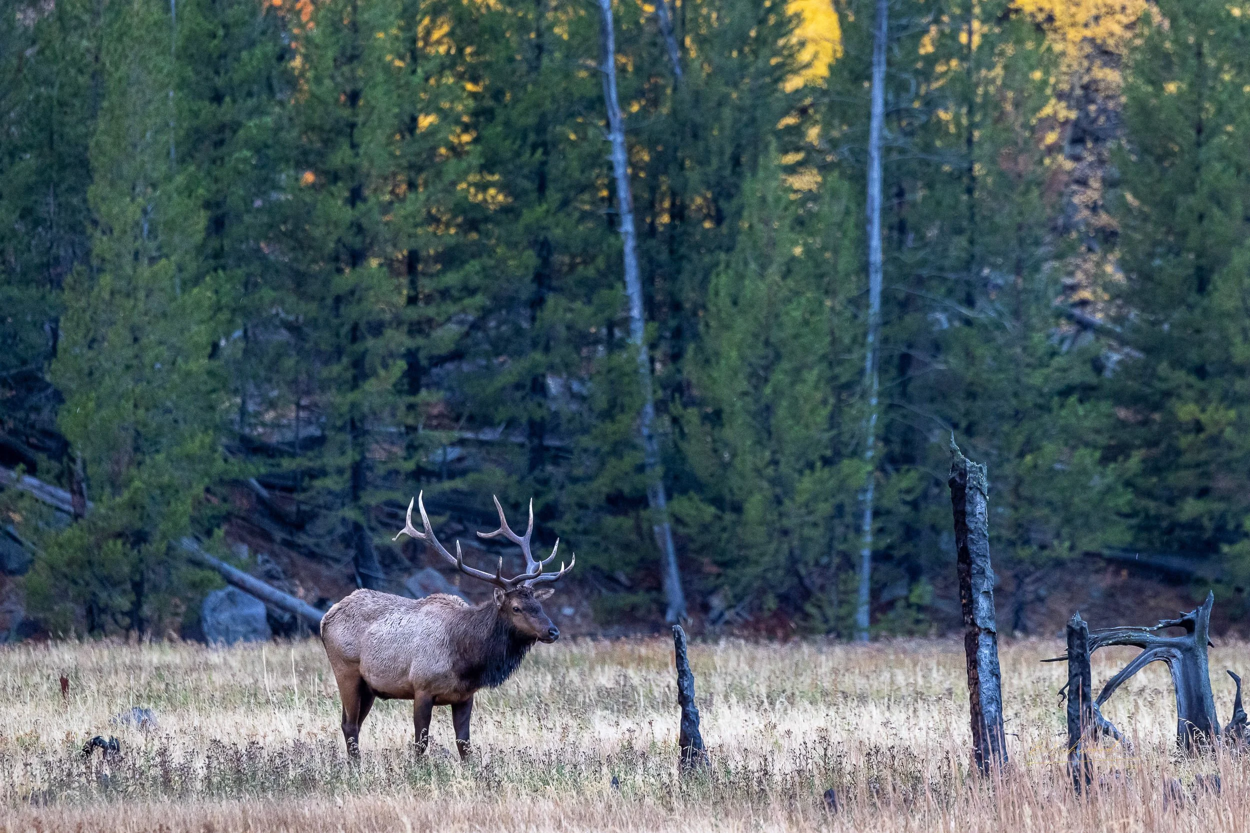 A large elk with antlers standing in a grassy clearing surrounded by trees.