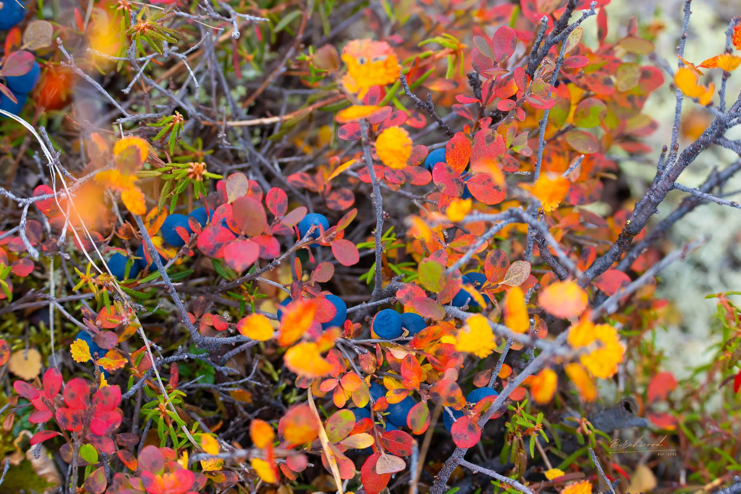 Close-up of a wild blueberry bush with small red and yellow leaves, blue berries, and intertwined branches.