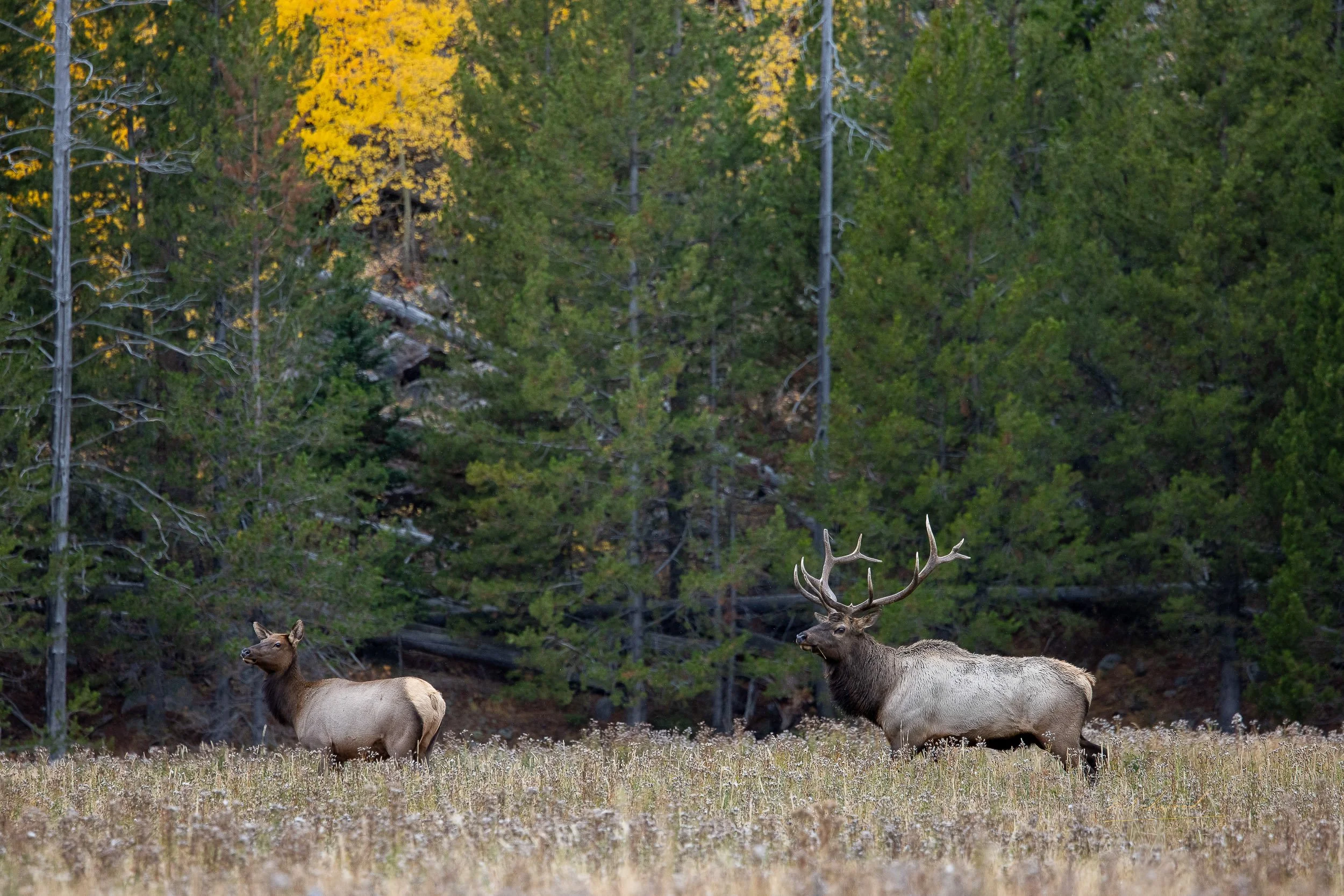 A male elk with large antlers and a female elk standing in a grassy field with trees in the background.