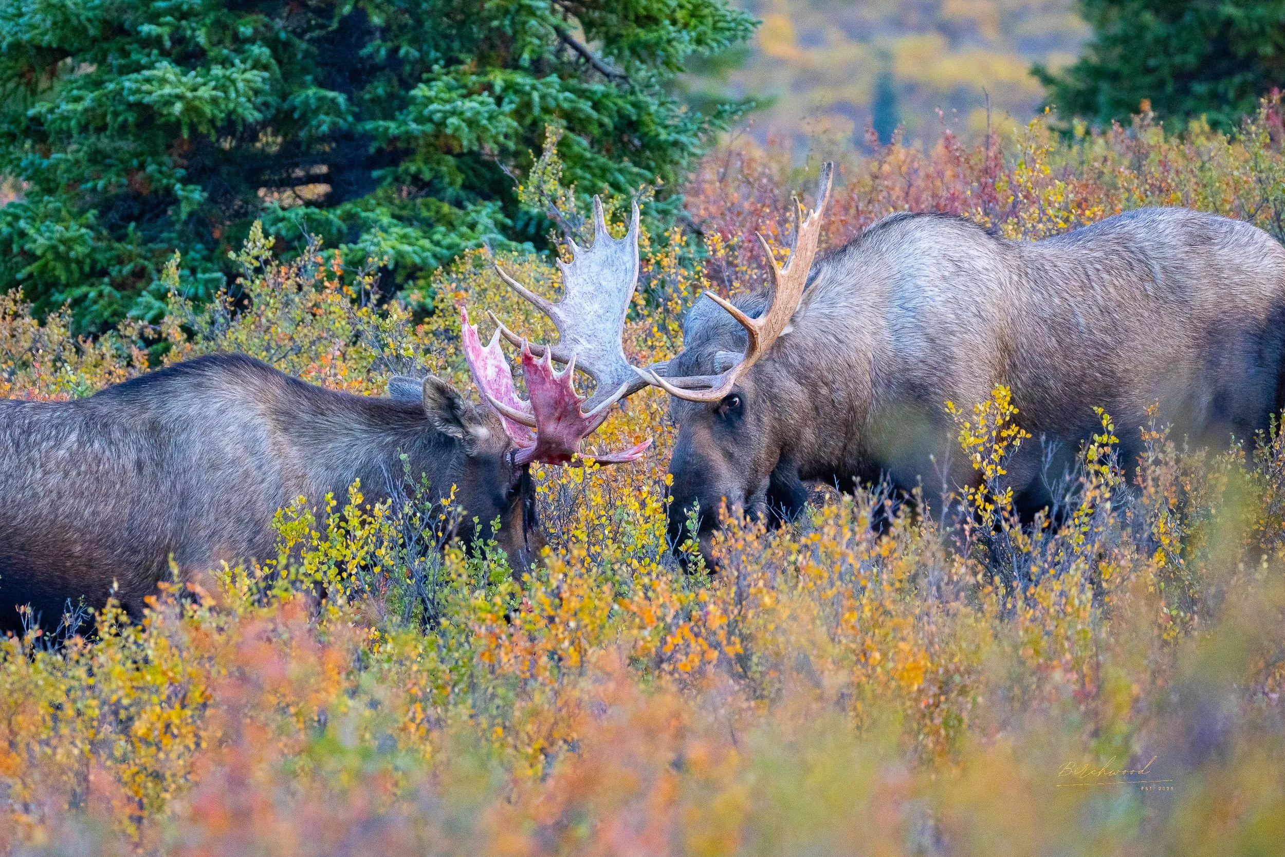 Two moose with large antlers sparring in Denali National Park with colorful foliage during fall.