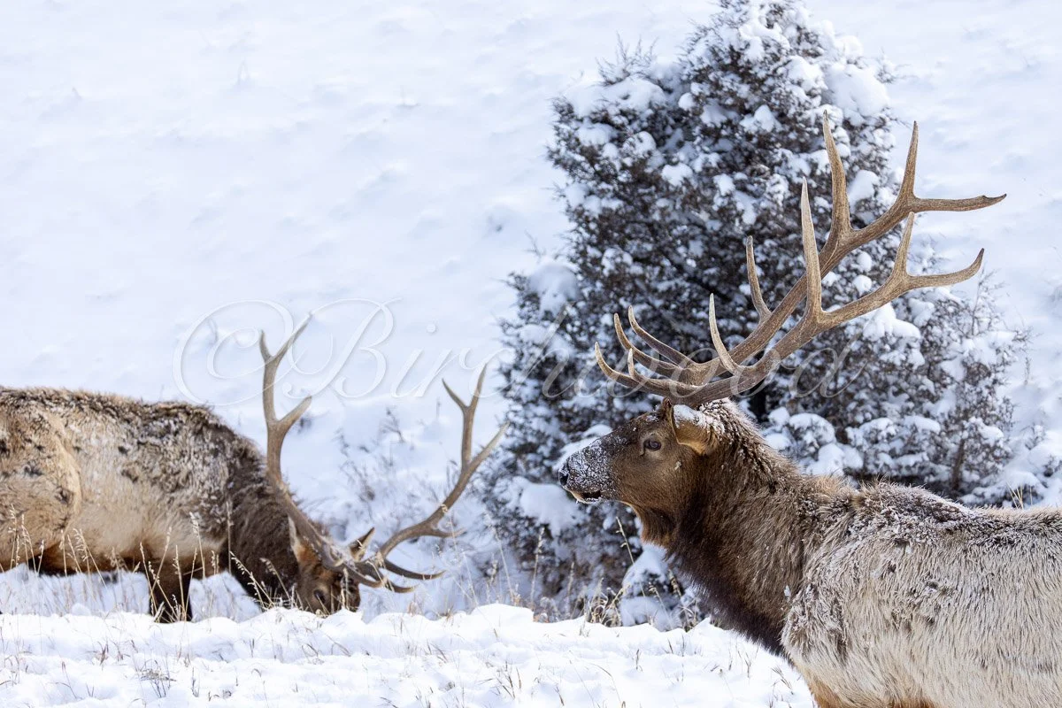 Winter Elegance: Bull Elks in Yellowstone