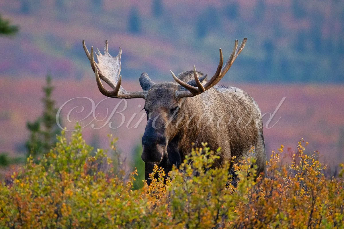 A moose with large antlers standing among colorful autumn bushes with a blurred, purple-tinged landscape in the background.
