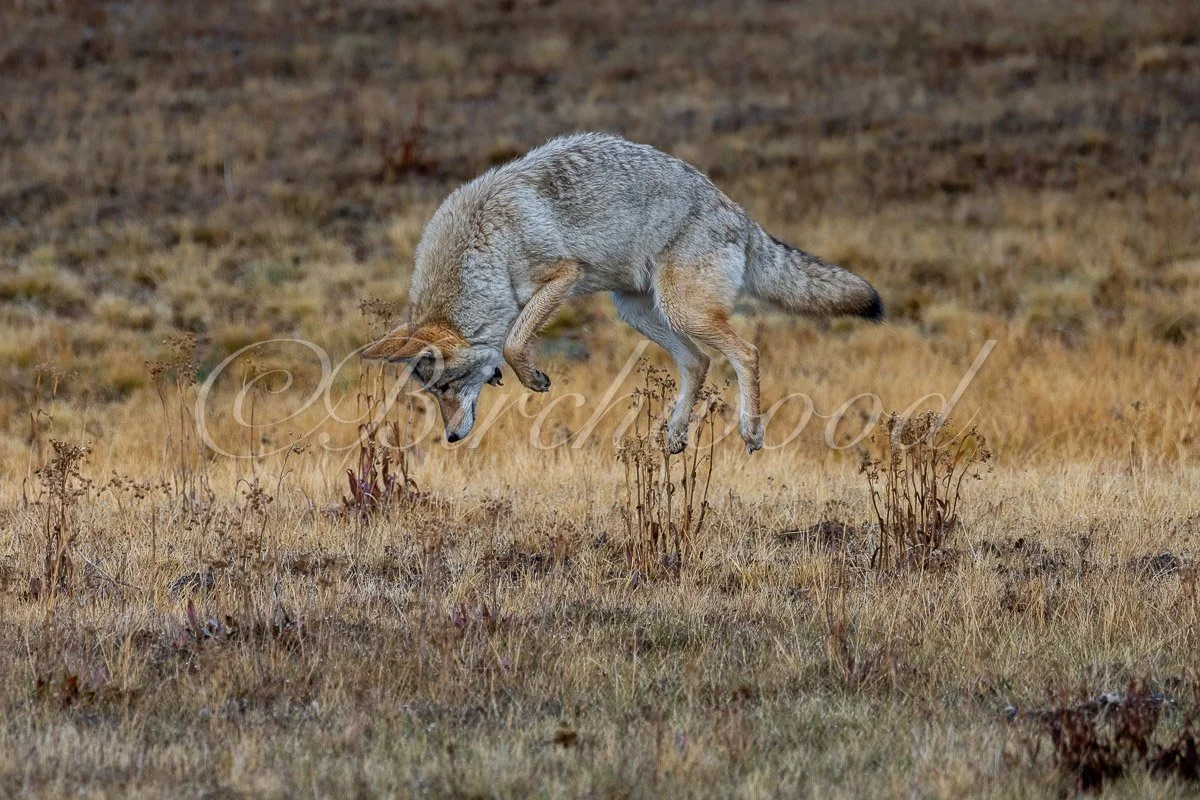 A coyote jumping in mid-air over dry grass and sparse plants in a field.