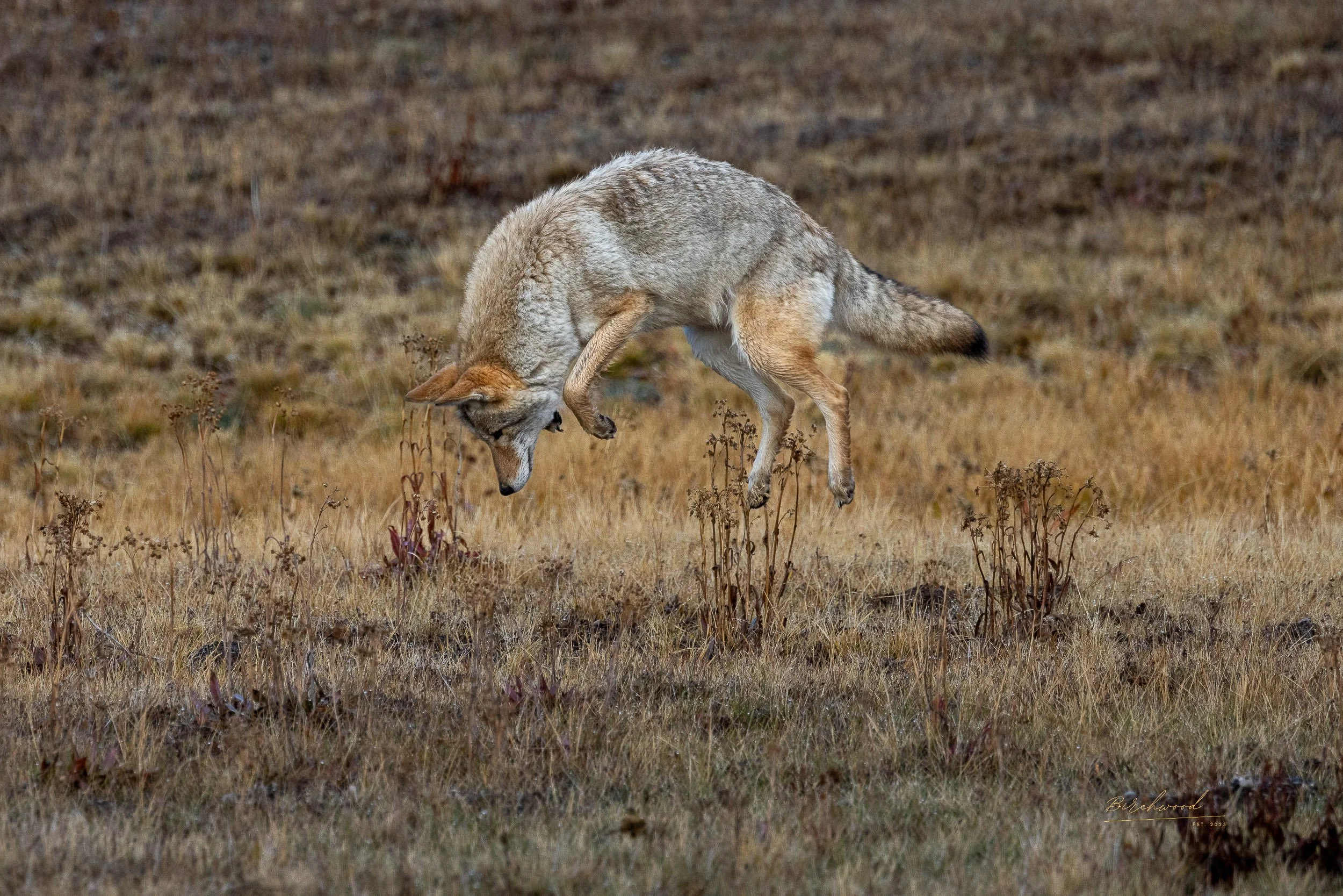 A Yellowstone coyote mid-air jumping over dry grass and small plants in a field with a brown, earthy background.