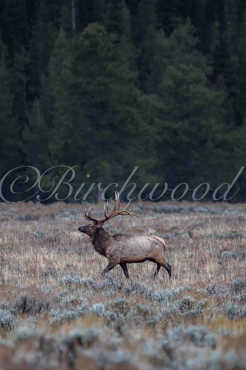 Prancing Elk in Grand Teton