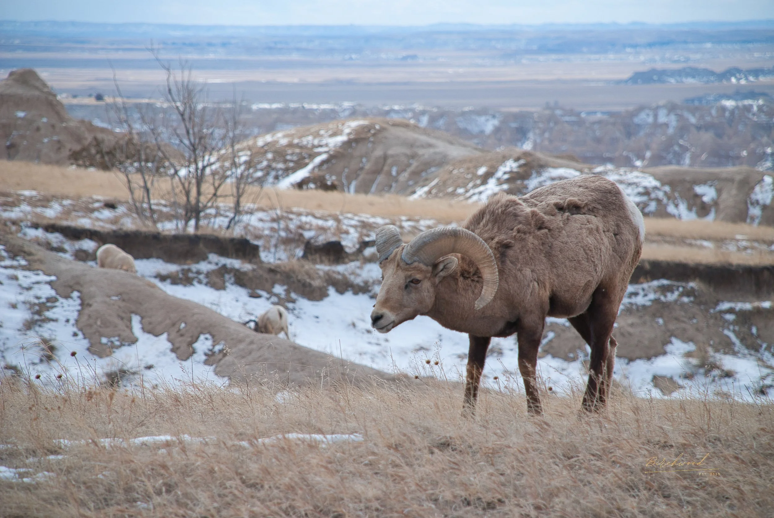 A bighorn sheep standing on a grassy hillside of Badlands National Park with snow patches, other sheep in the background, and a canyon landscape with distant hills and snow in the background.