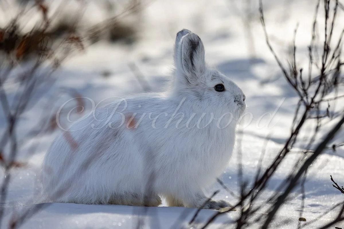 White rabbit sitting on snow surrounded by small twig branches.