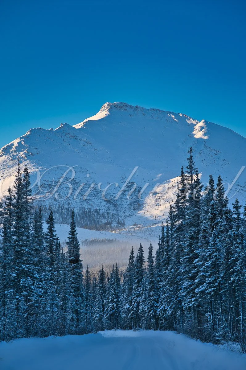 Snow-covered mountain with a clear blue sky and a forest of pine trees in the foreground.