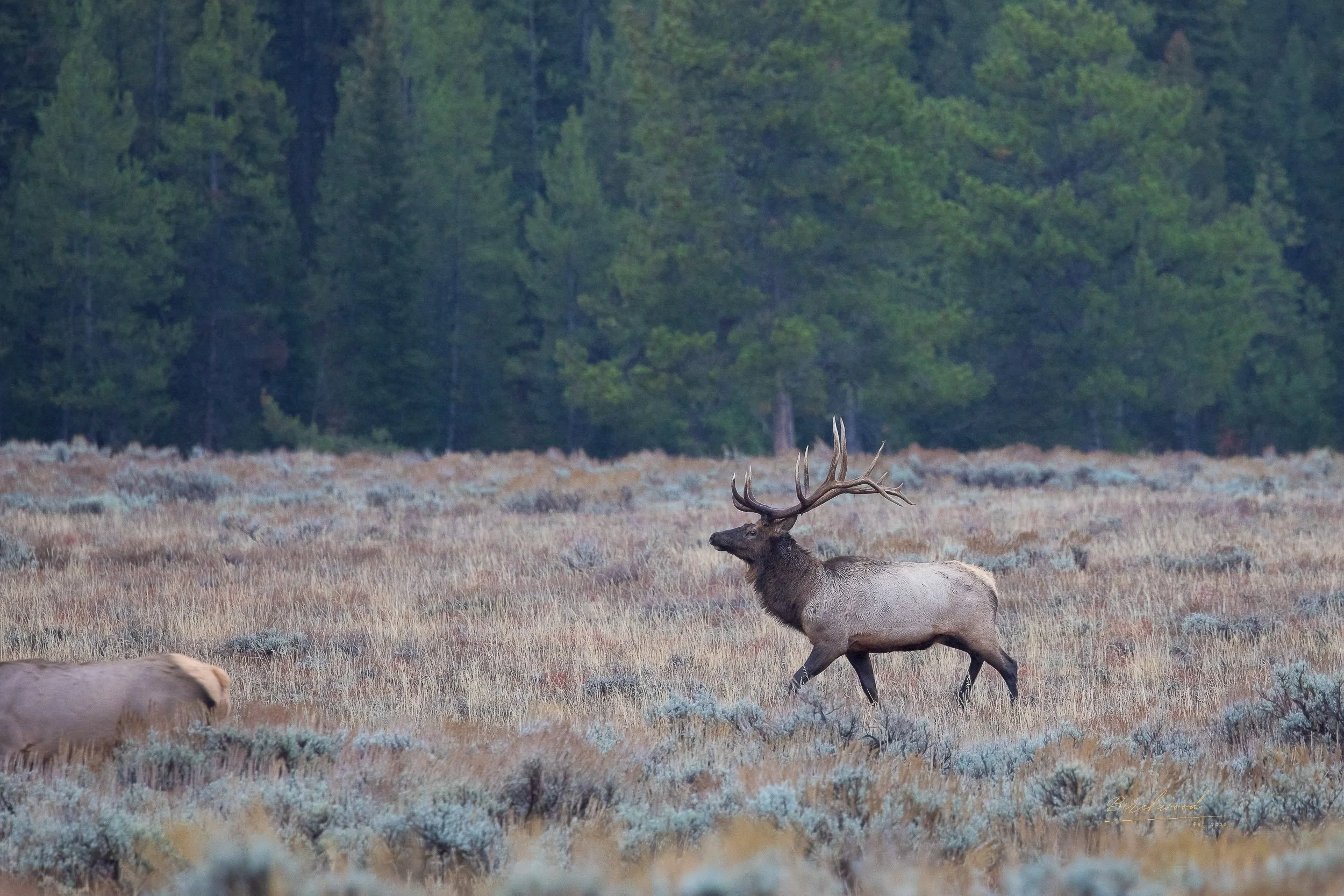 A large elk with impressive antlers walking through a grassy field with a pine forest in the background.