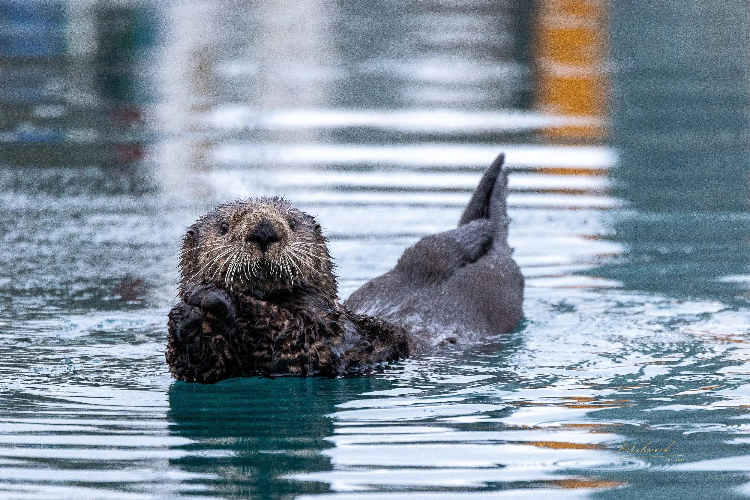 A sea otter floating on water, facing the camera, with its paws near its chin and its tail visible in the waters of Resurrection Bay in Seward Alaska.