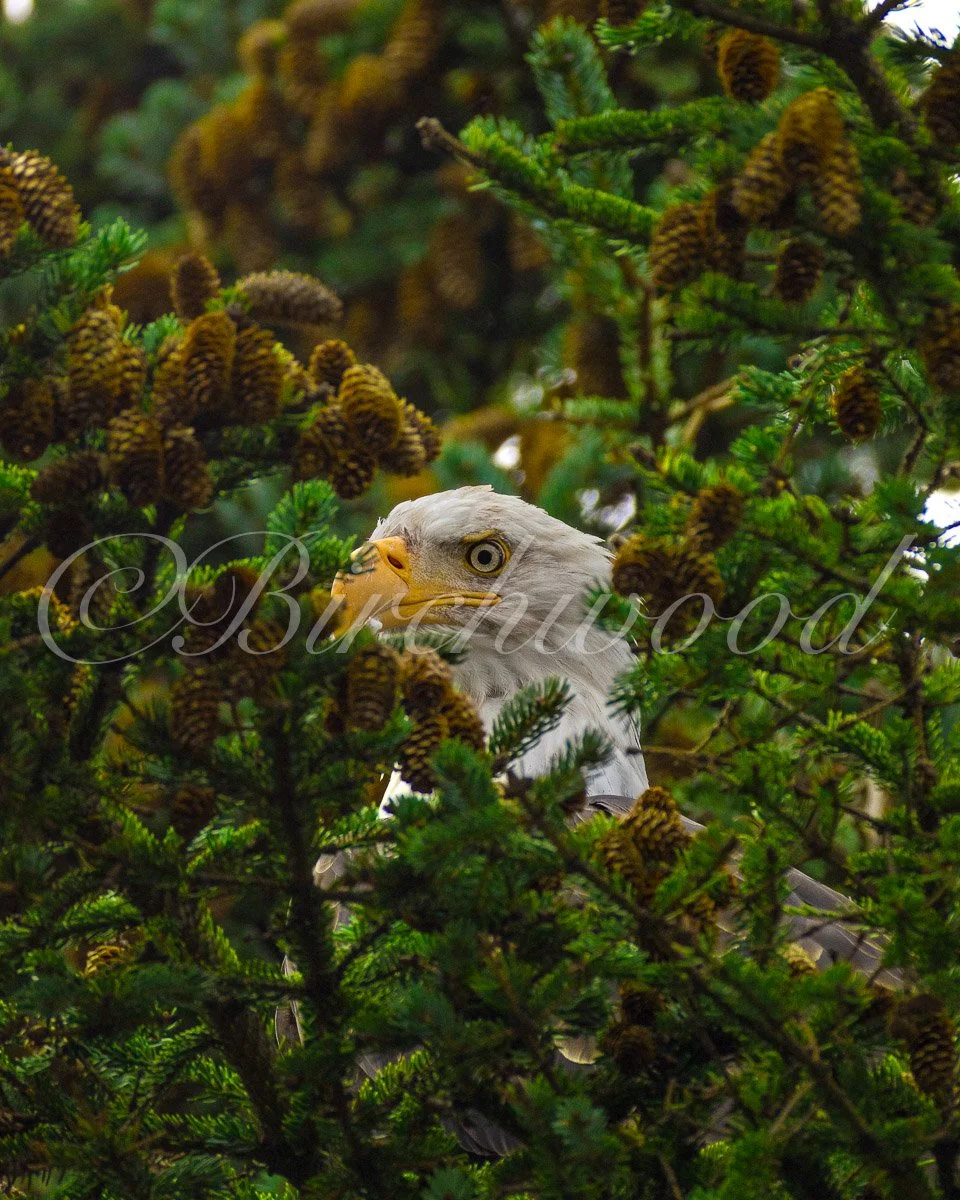Close-up of a bald eagle peeking through green pine branches and pine cones.