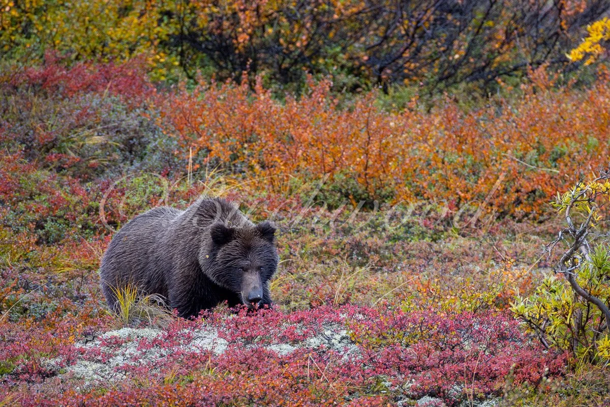 Denali Grizzly