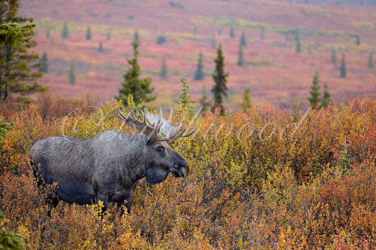 Majestic moose in Denali