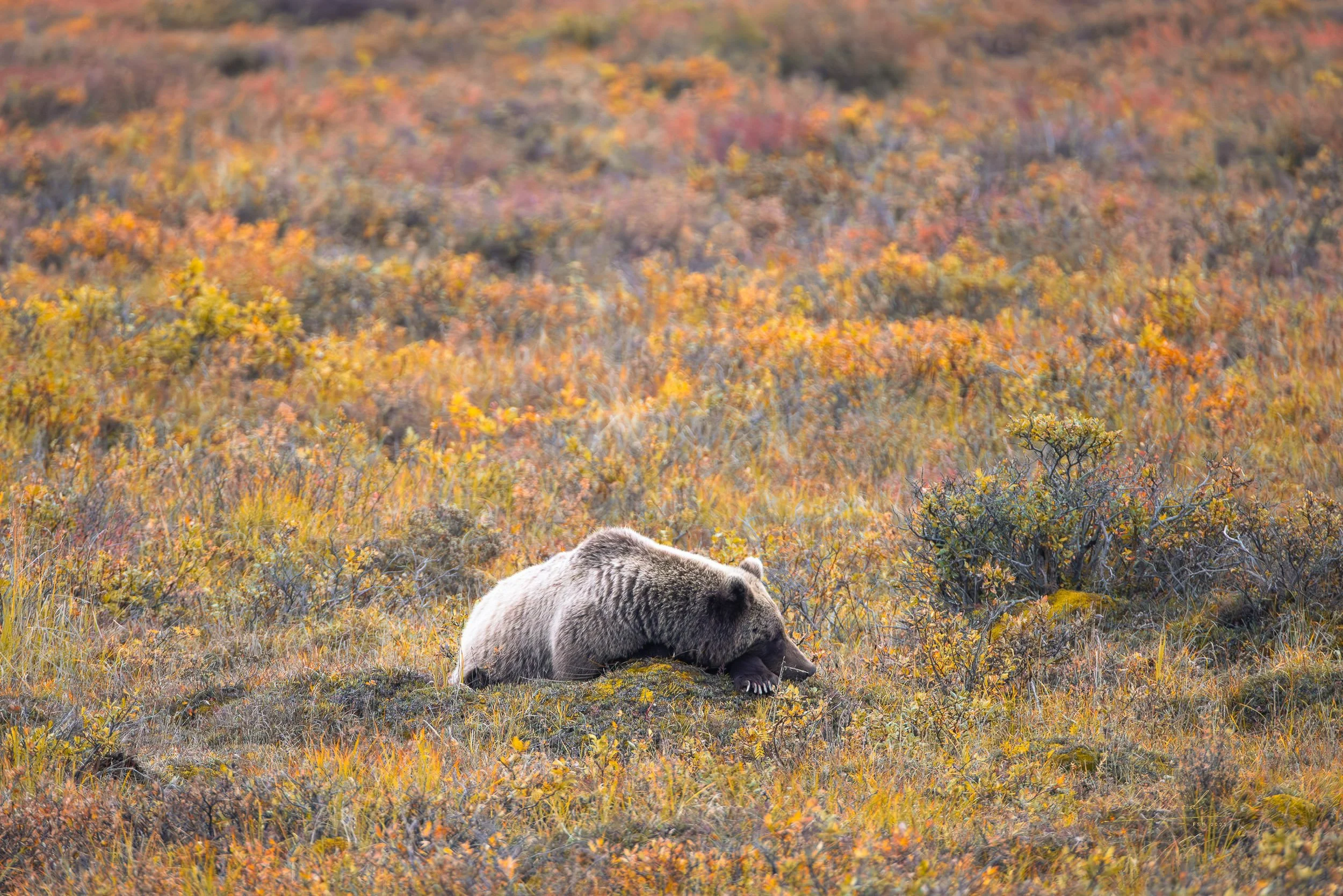 A Denali National Park grizzly bear resting on the ground in a landscape of colorful autumn foliage with shrubs and grasses.