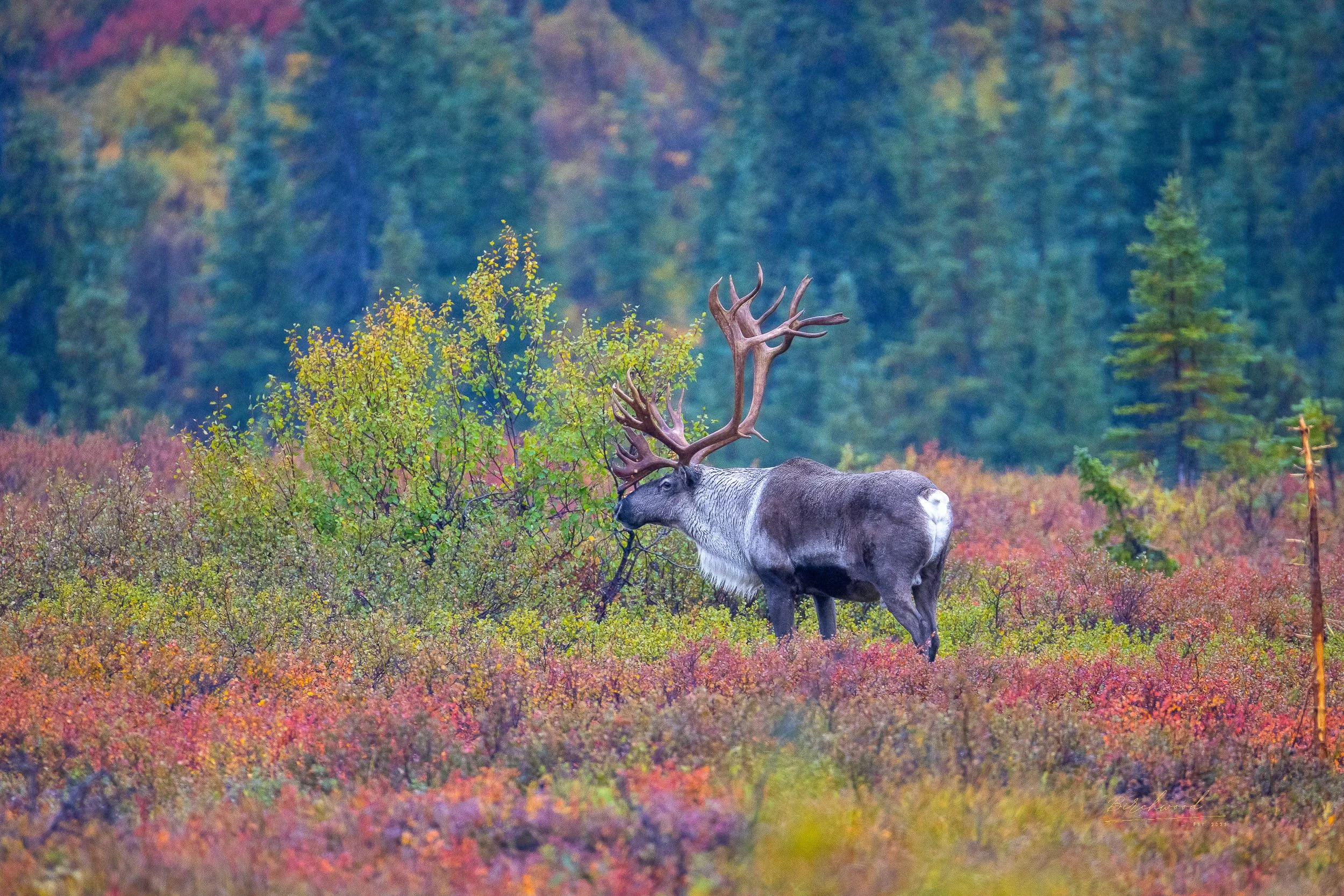 A Denali National Park caribou with large antlers standing in a colorful autumnal forest clearing.