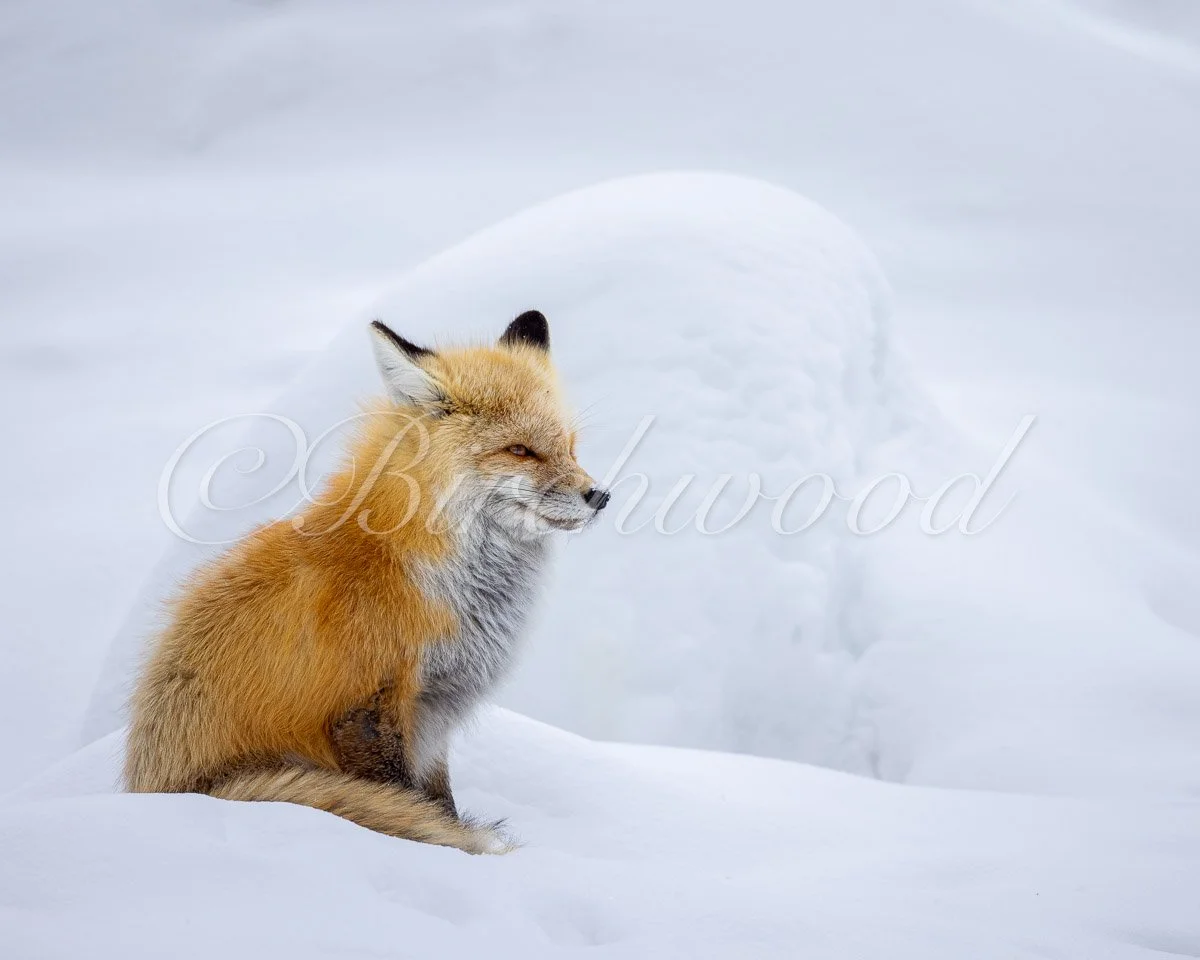 WMsnownose.jpg