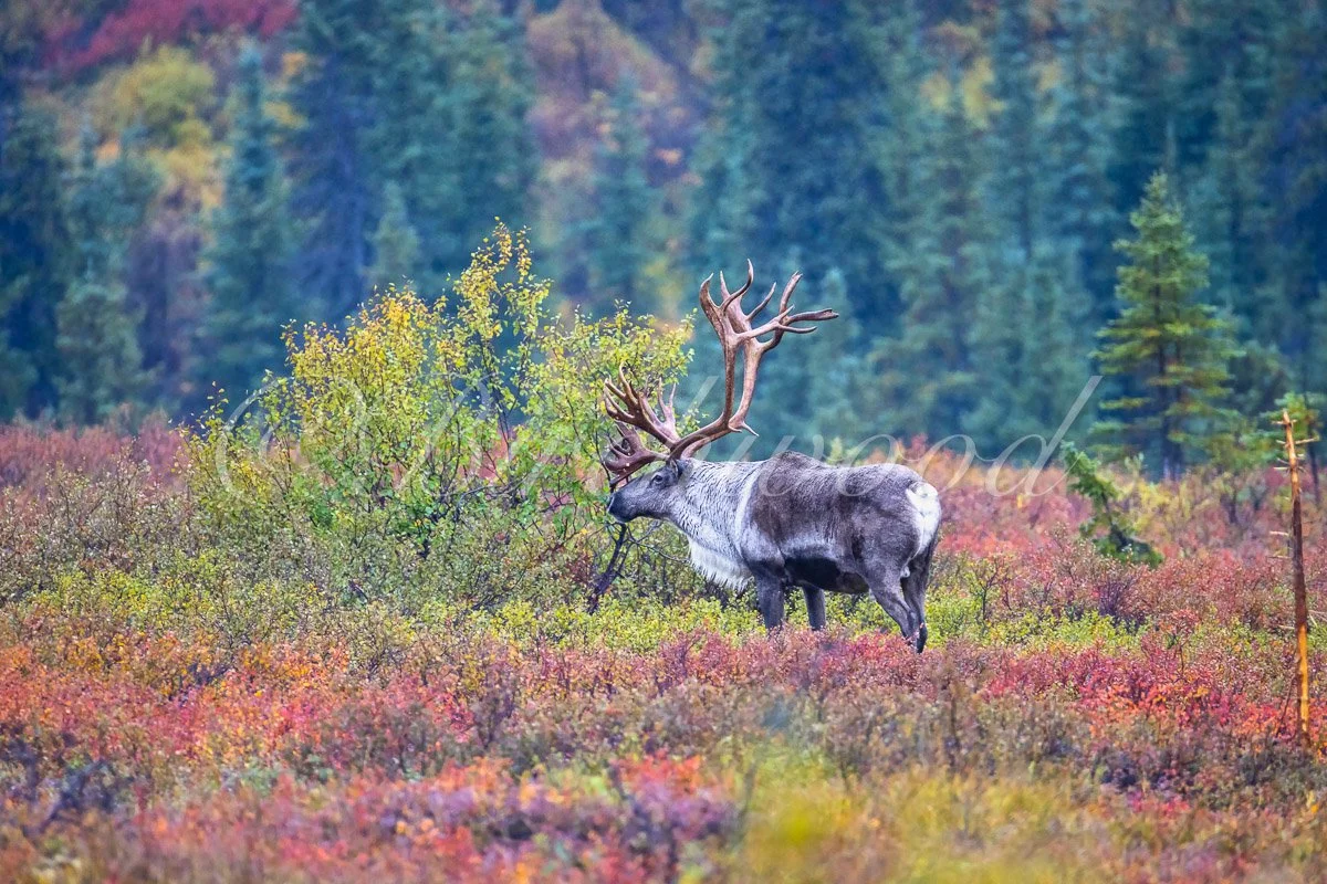 A majestic elk with large antlers standing among colorful autumn foliage in a forested landscape.
