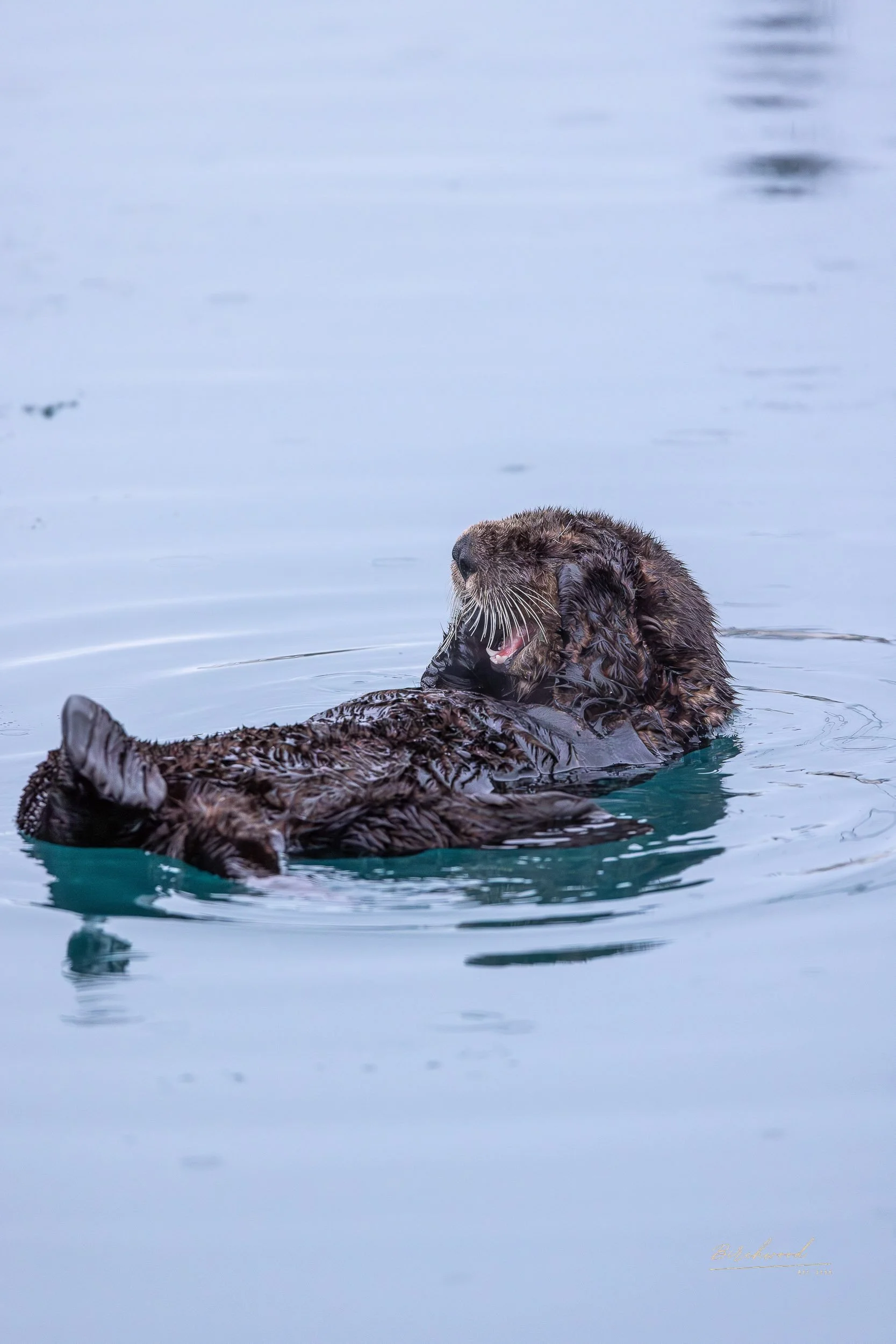 A sea otter floating on its back in the waters of Resurrection Bay in Seward Alaska, holding and biting a fish.