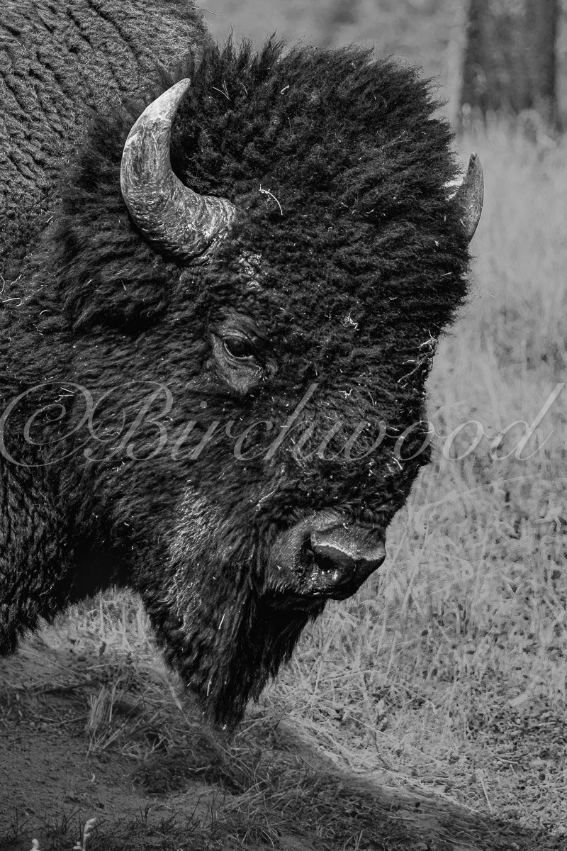 Yellowstone Bison Fine Art Print