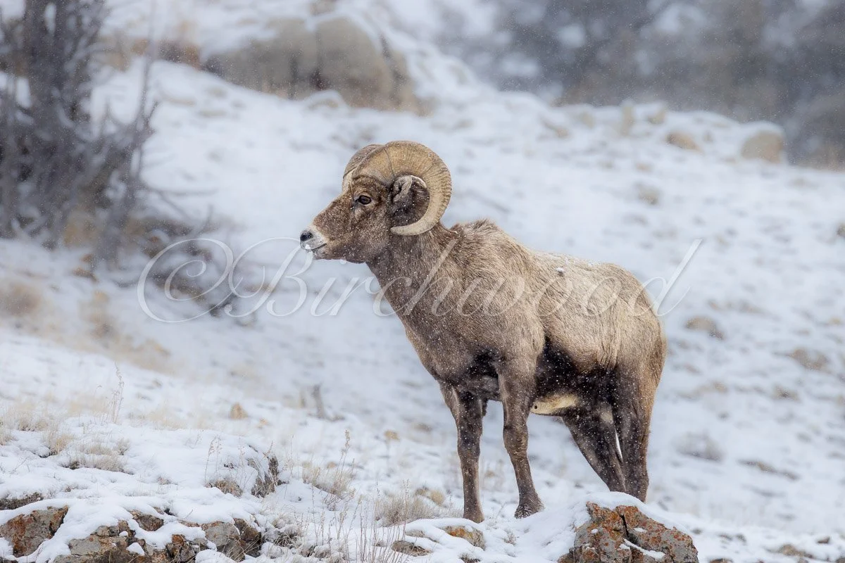 Big Horn Sheep in Yellowstone Snowstorm