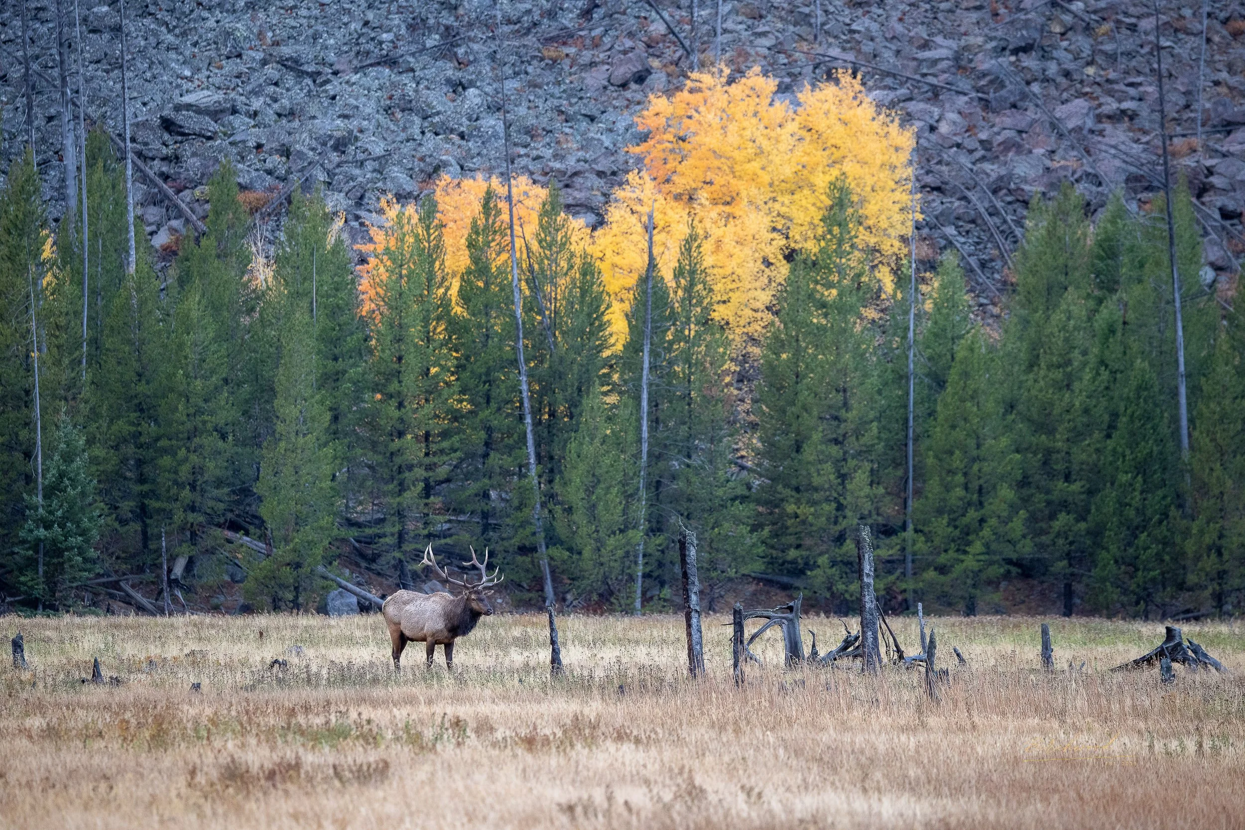 A large elk with antlers standing in a grassy field with autumn trees and rocky hillside in the background.