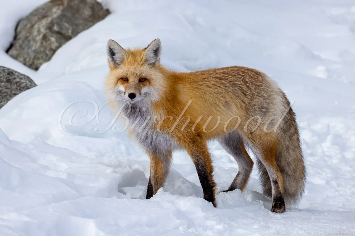 Winter Wildlife Elegance: Red Fox Fine Art Print