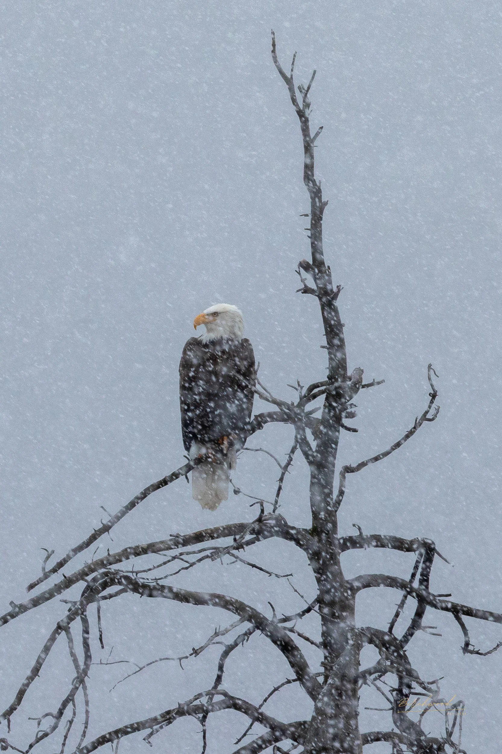 Bald eagle perched on a leafless tree branch in the snowy weather of a cold fall day in Lamar Valley of Yellowstone.