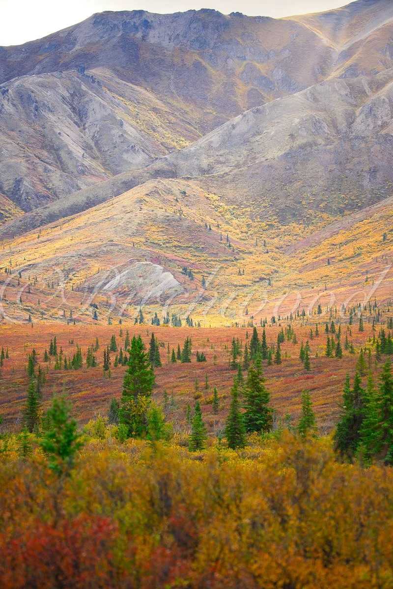 Mountain landscape with colorful autumn foliage, evergreen trees, and rugged terrain.