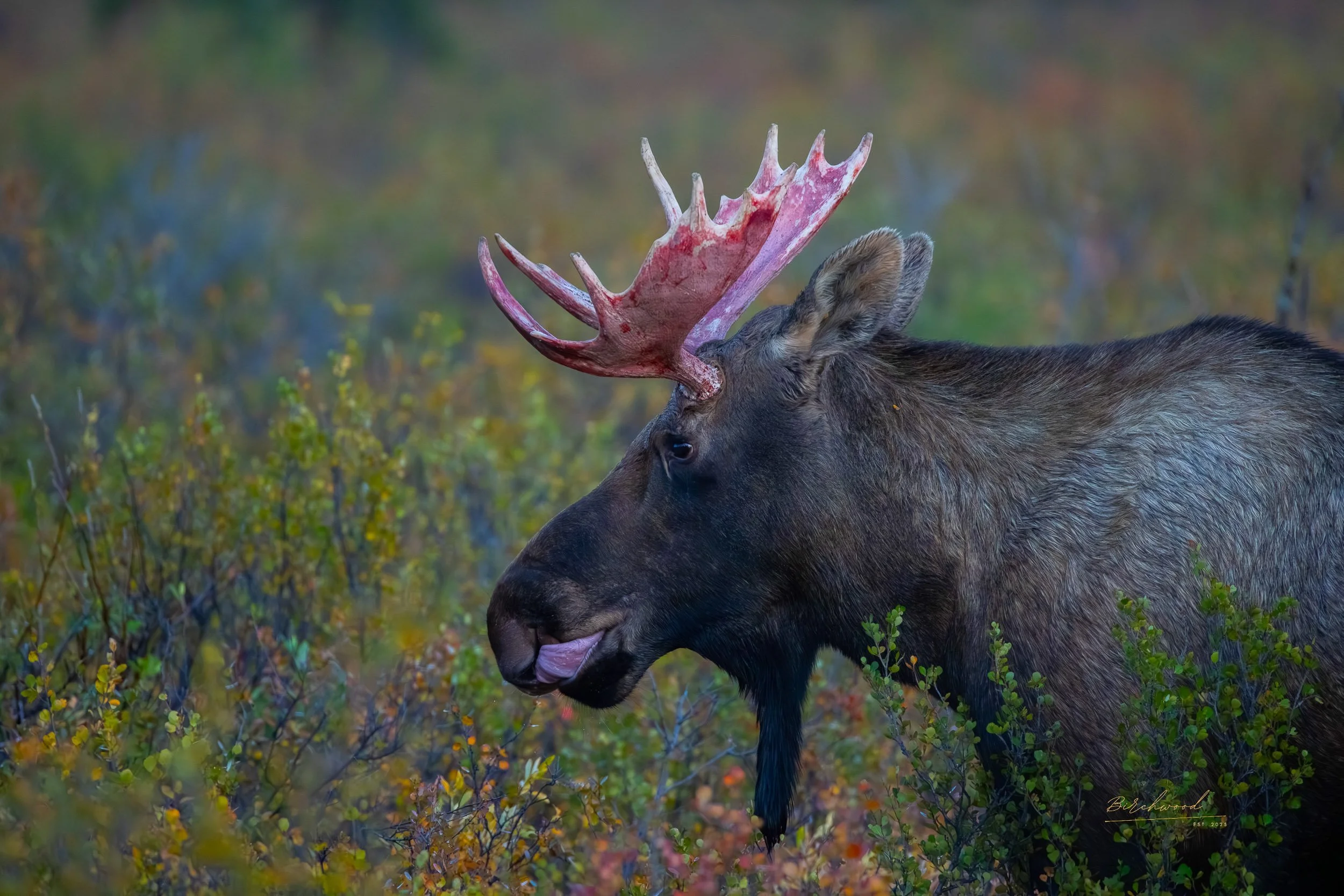 A moose with large, bloody antlers standing in a forested area with green and yellow foliage, licking its nose.