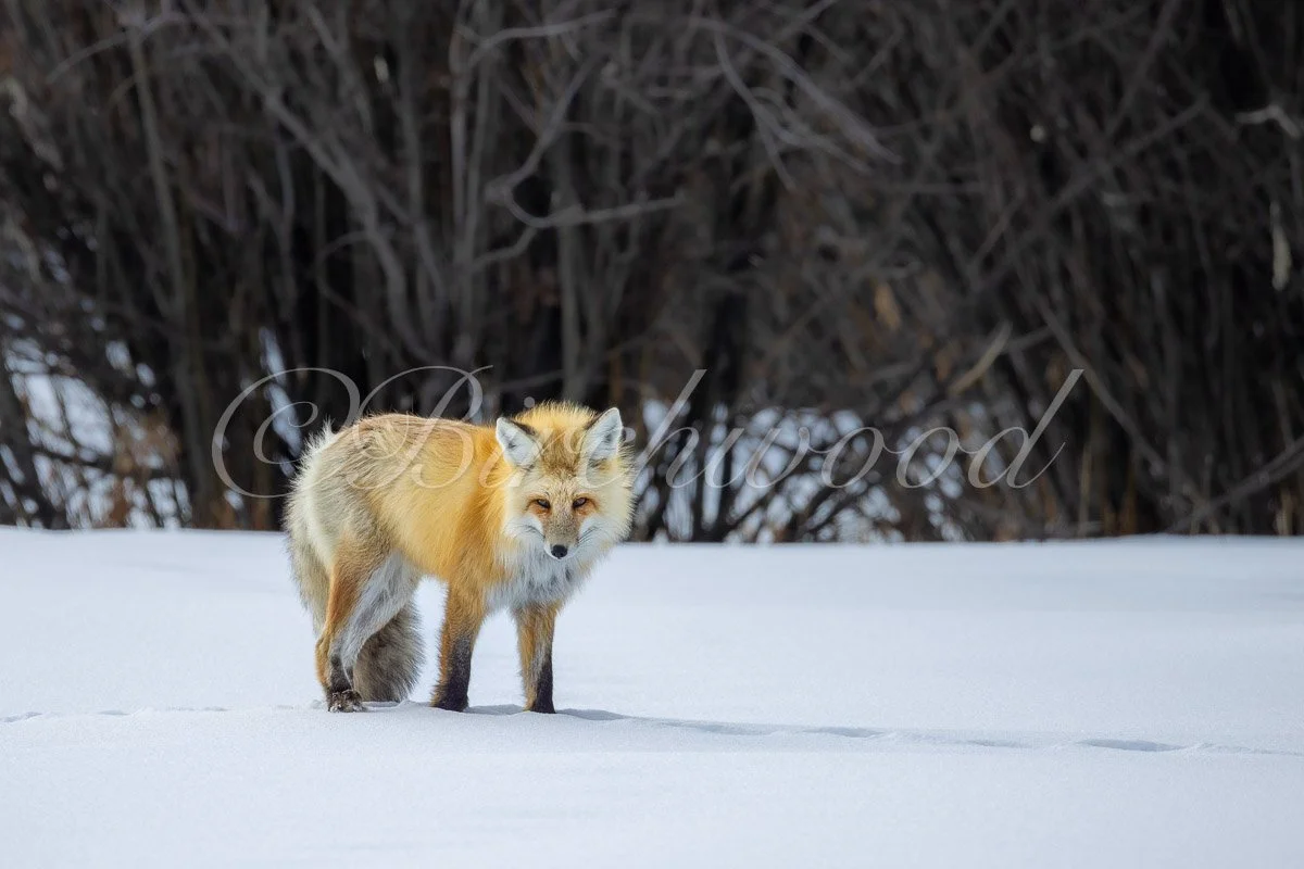 Fox in Yellowstone Snow