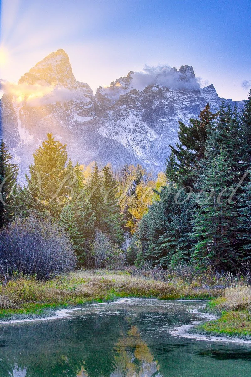 Snow-capped mountain range with a clear sky in the background, dense pine trees in the foreground, and a calm river reflecting the scenery.