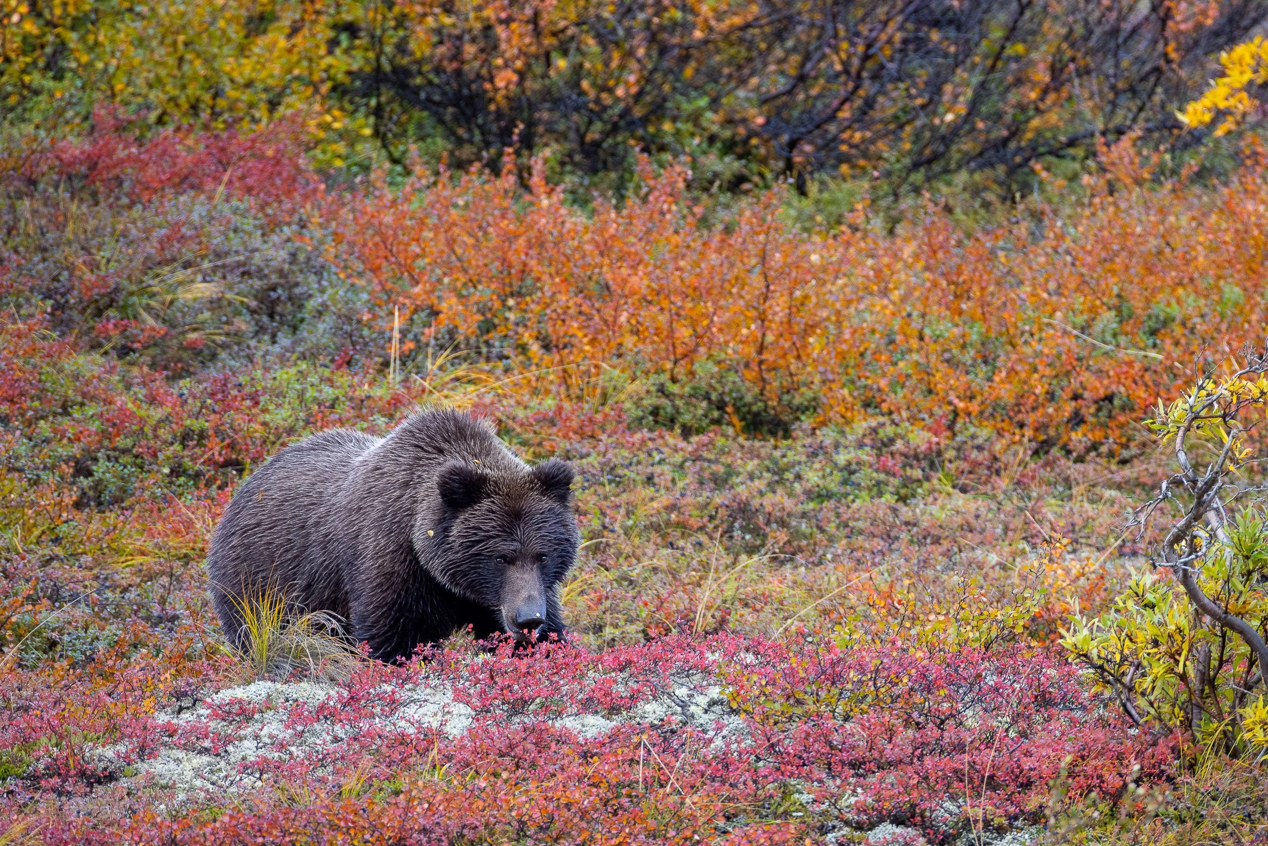 A Denali National Park grizzly bear walking through a colorful autumn landscape with trees and shrubs with orange, yellow, and red leaves.
