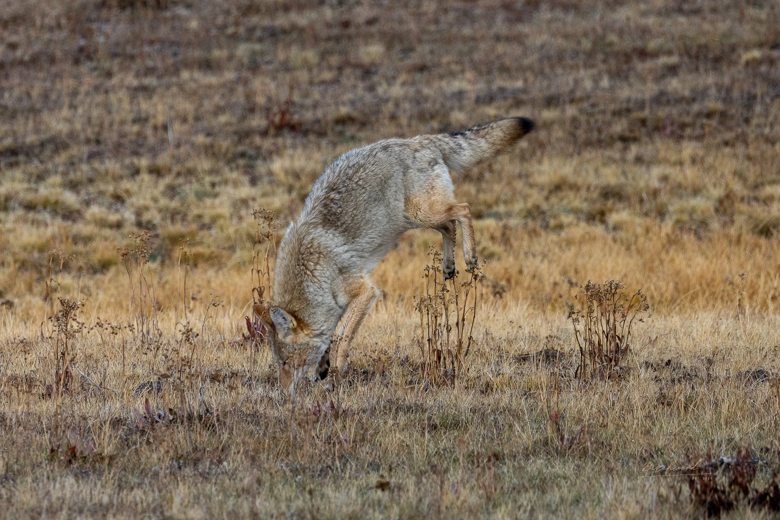 A Yellowstone coyote in a grassy field bending down with its head near the ground and one front leg lifted as it hunts for food.