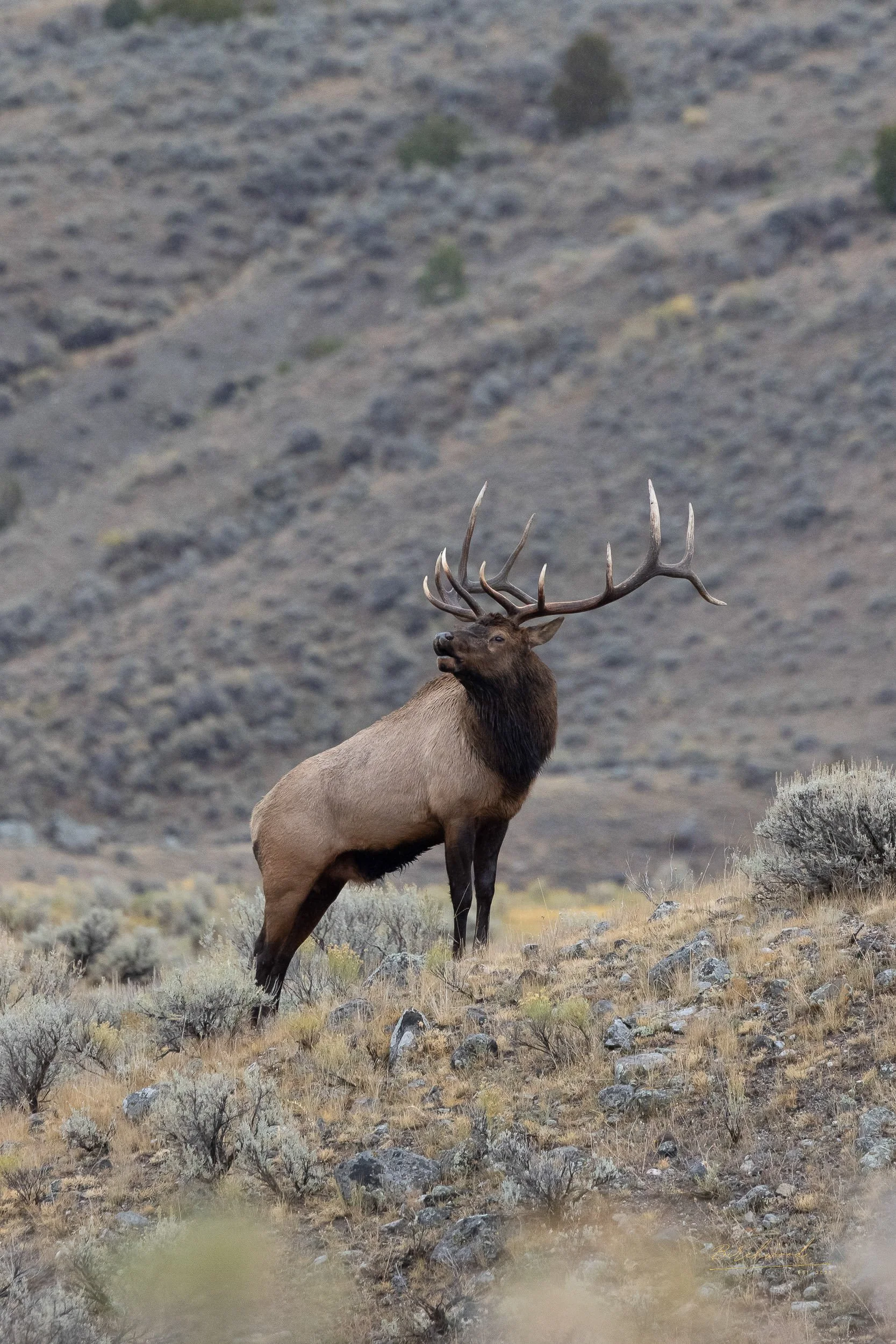 A majestic elk standing on a rocky, grassy hillside with mountains in the background.