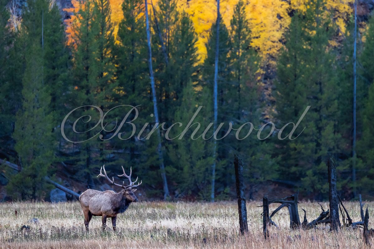 A large elk with impressive antlers standing in a grassy field surrounded by trees with fall foliage.