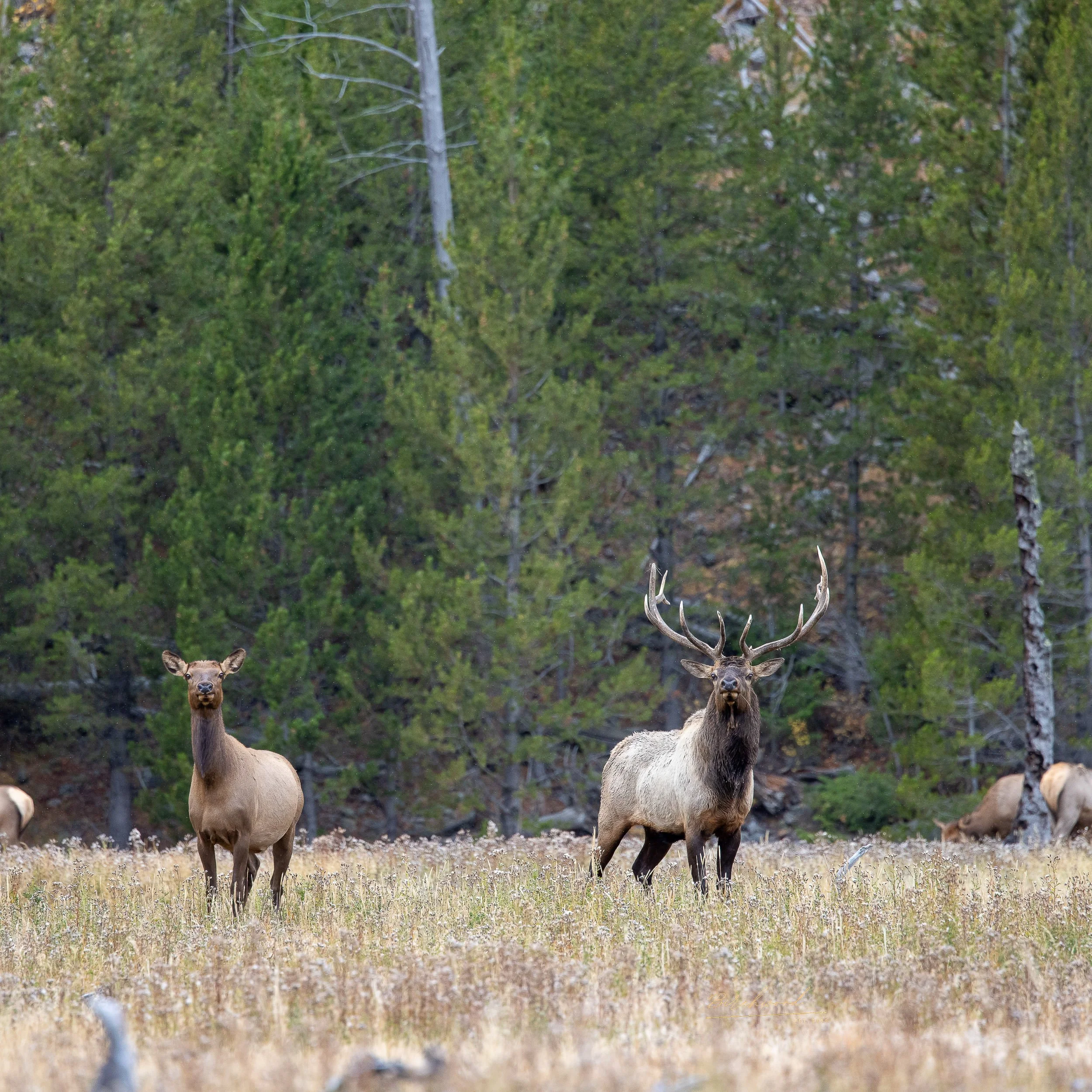 A herd of elk, including a large male with impressive antlers, standing in a grassy field with a backdrop of dense green trees.