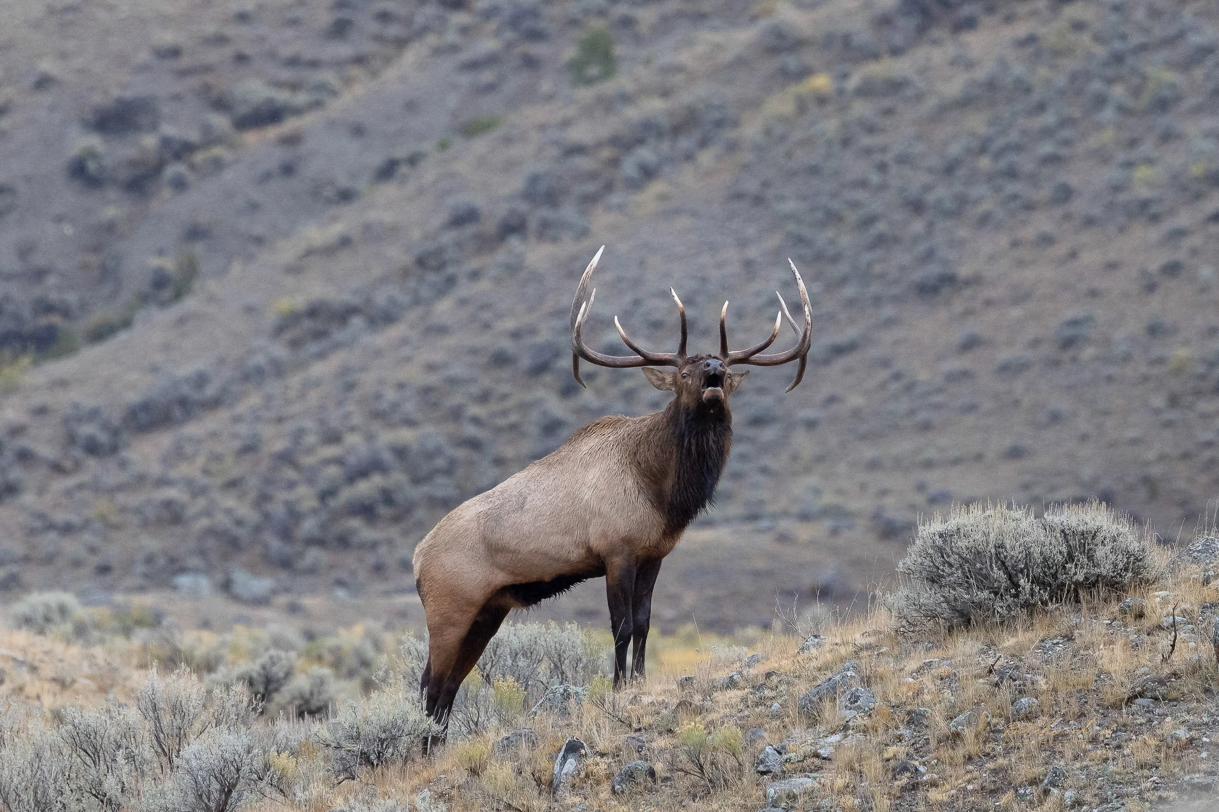 A majestic elk with large antlers standing in a rocky, grassy landscape with a hillside in the background.