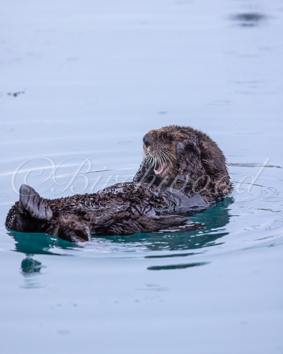 Two sea otters float on water, facing each other, with their heads touching and mouths open.