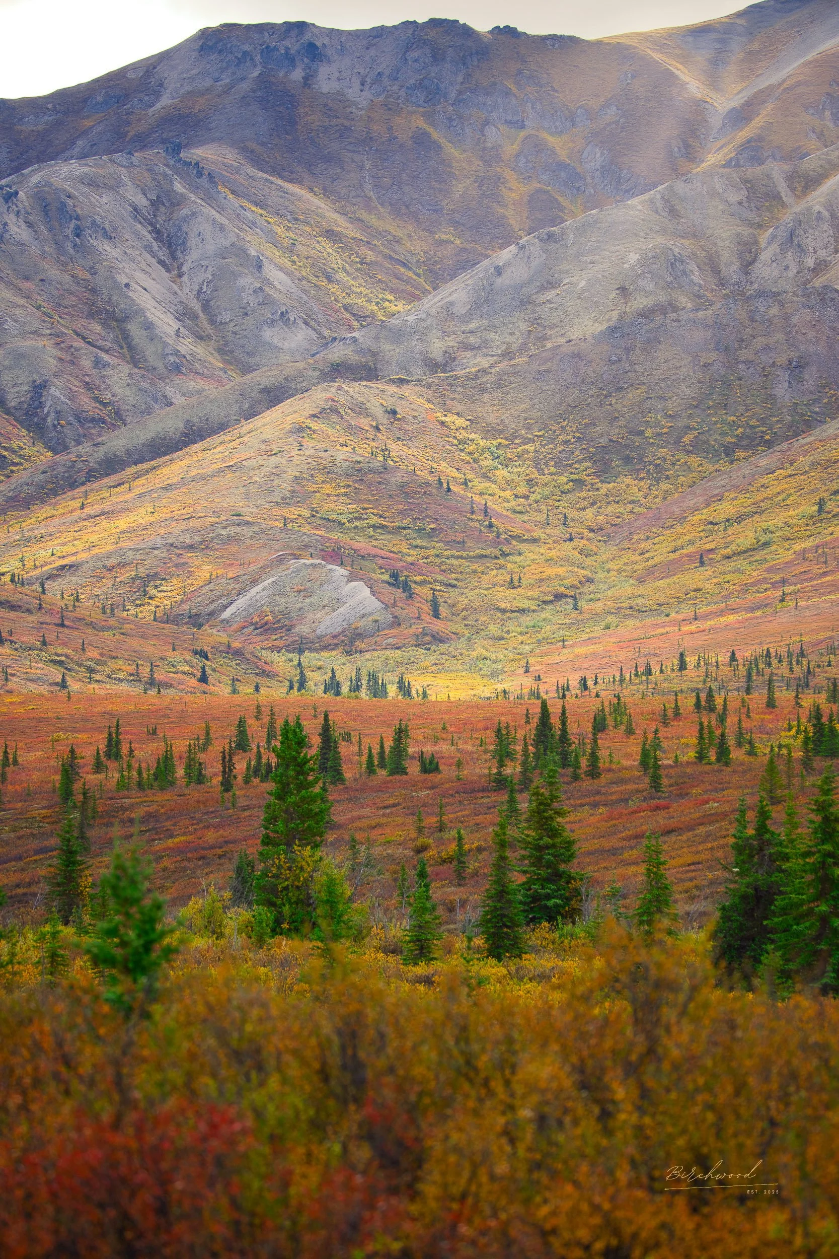 Scenic view of a mountain landscape in Denali national park during fall, with colorful trees and wild blueberries in the foreground and rugged mountain slopes in the background.