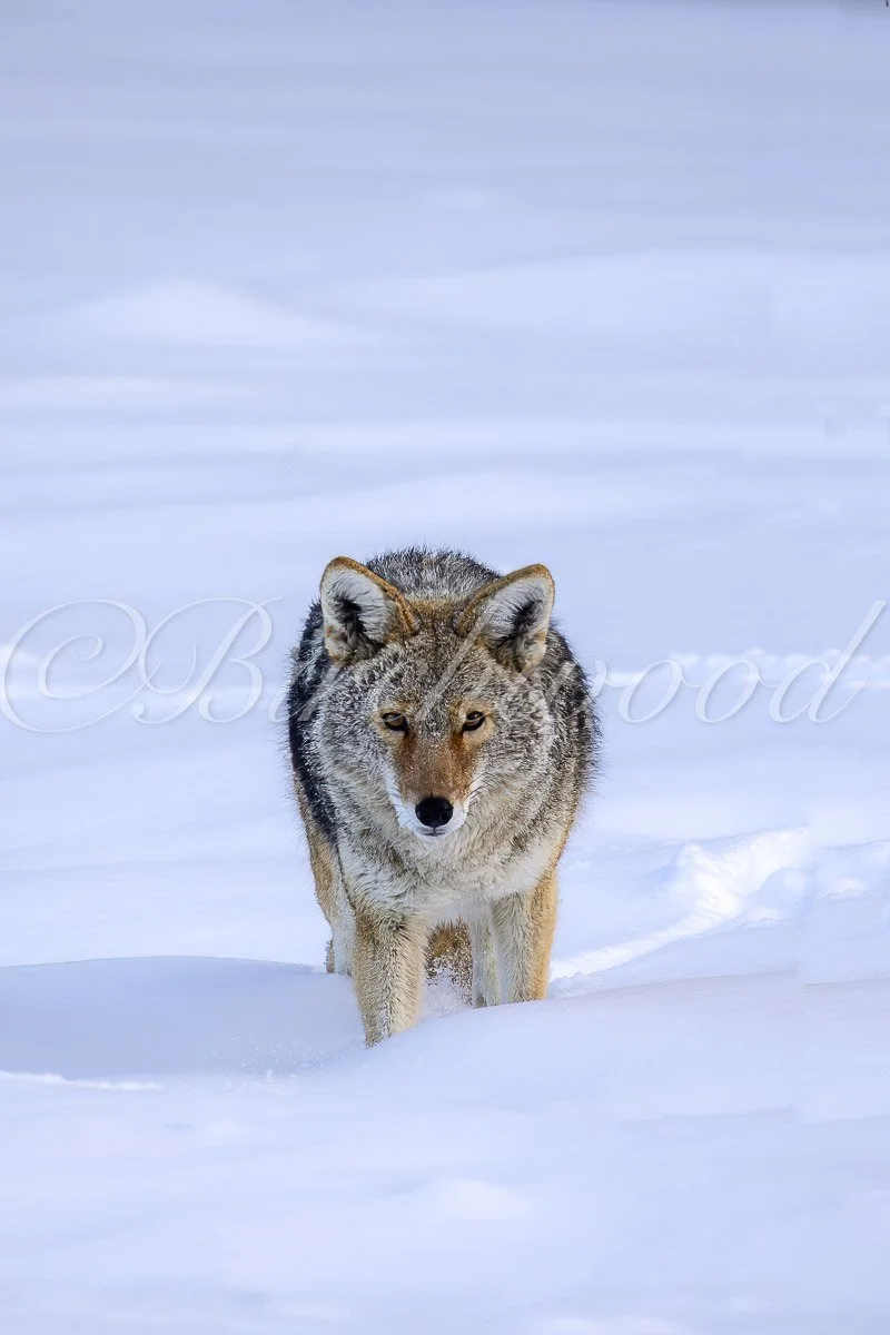 A lone coyote walking through deep snow in a winter landscape.