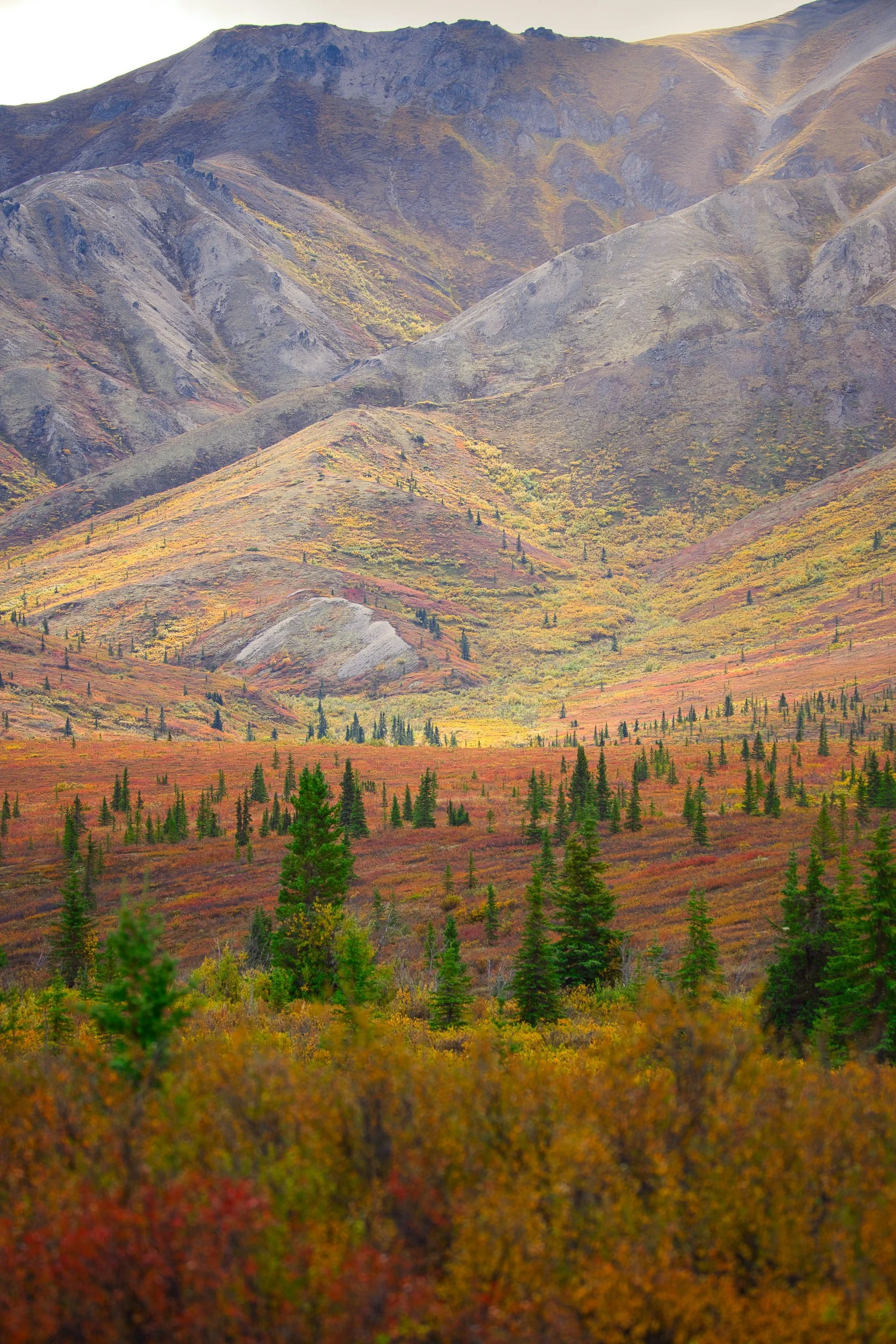 Scenic view of a mountain landscape in Denali national park during fall, with colorful trees and wild blueberries in the foreground and rugged mountain slopes in the background.