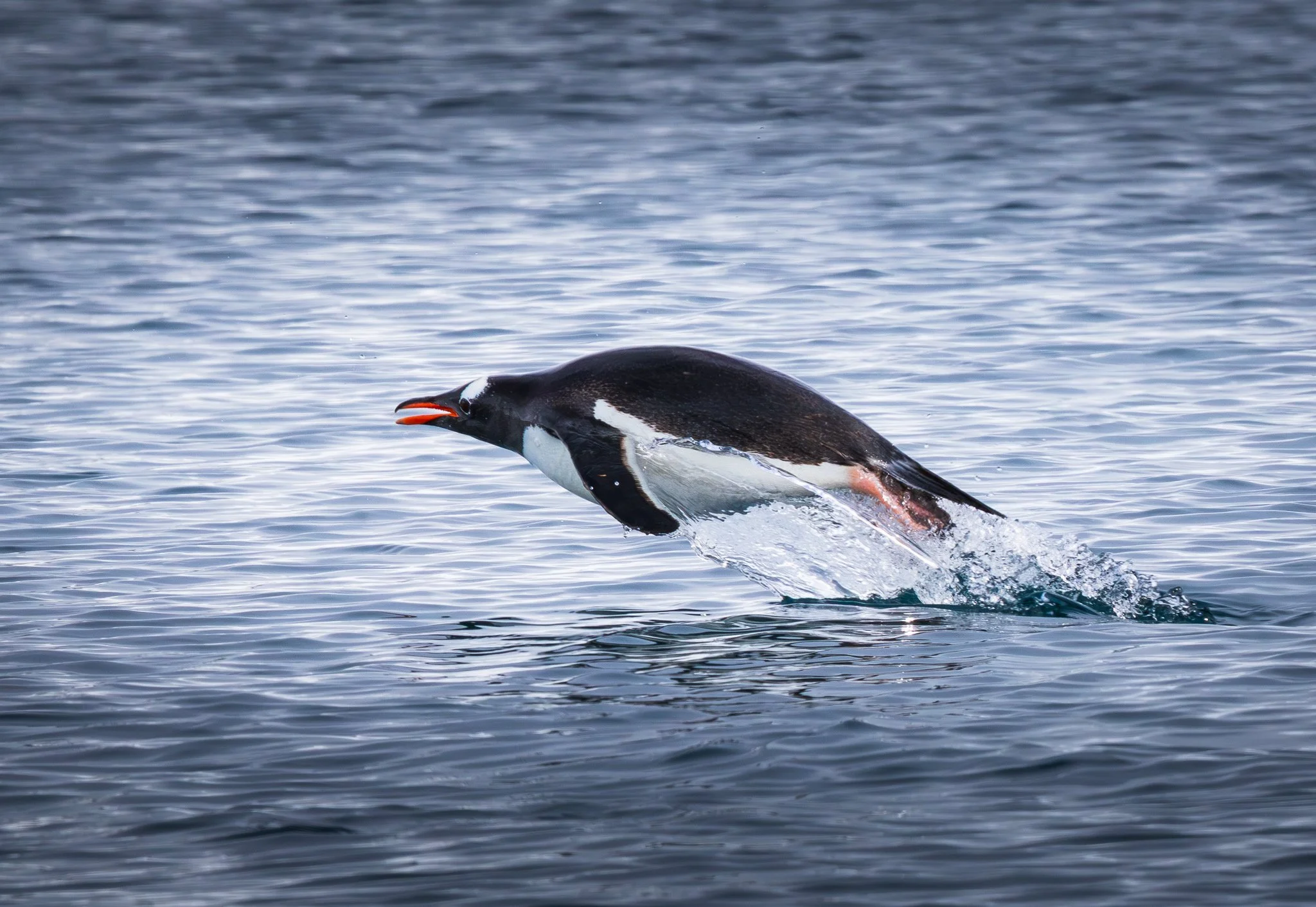 Gentoo Penguin Flying Through The Air