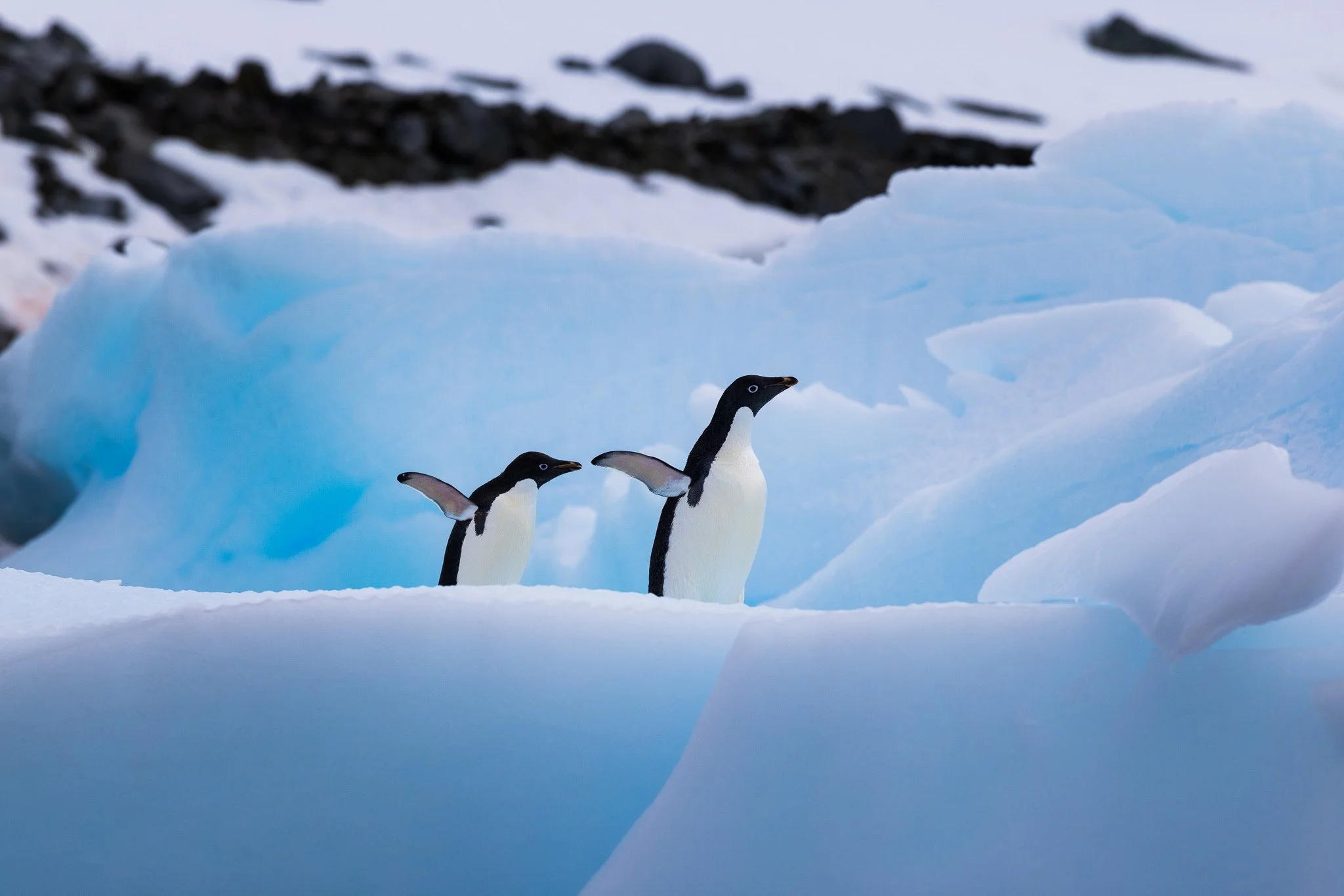 2025.12.22 Antarctica Adelie Peguins Zodiac Tour.jpeg