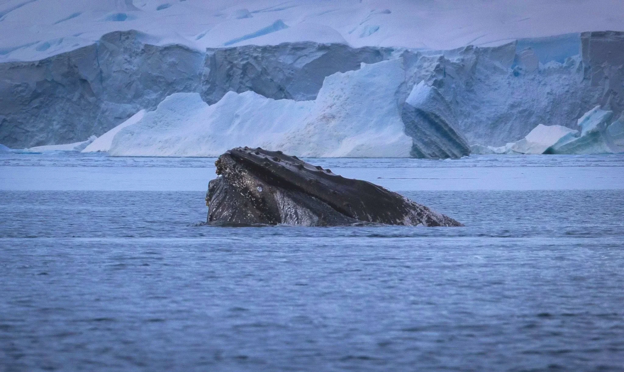 2025.12.24+Antarctica+Whale+Feeding.jpg