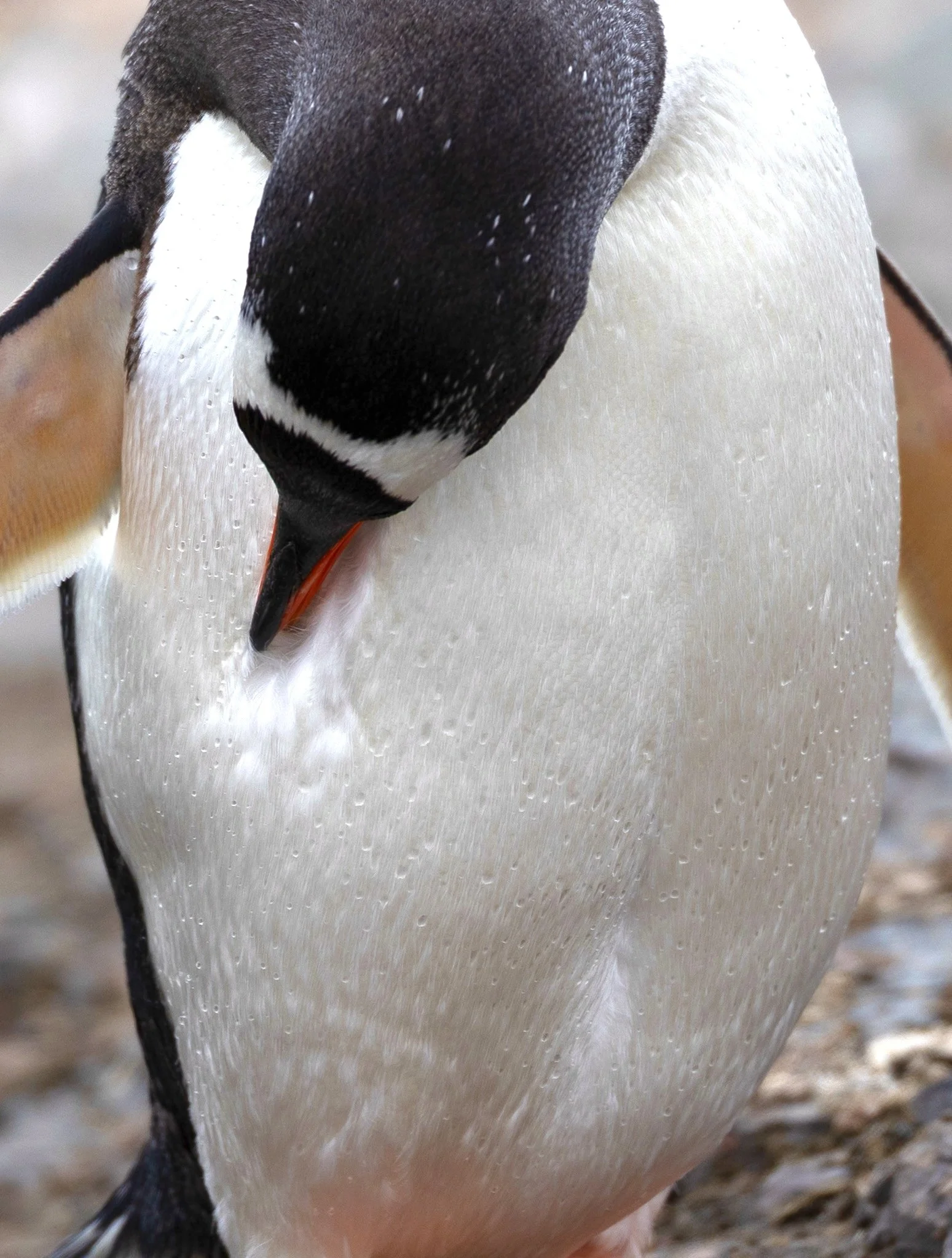 Gentoo Preening Its Feathers