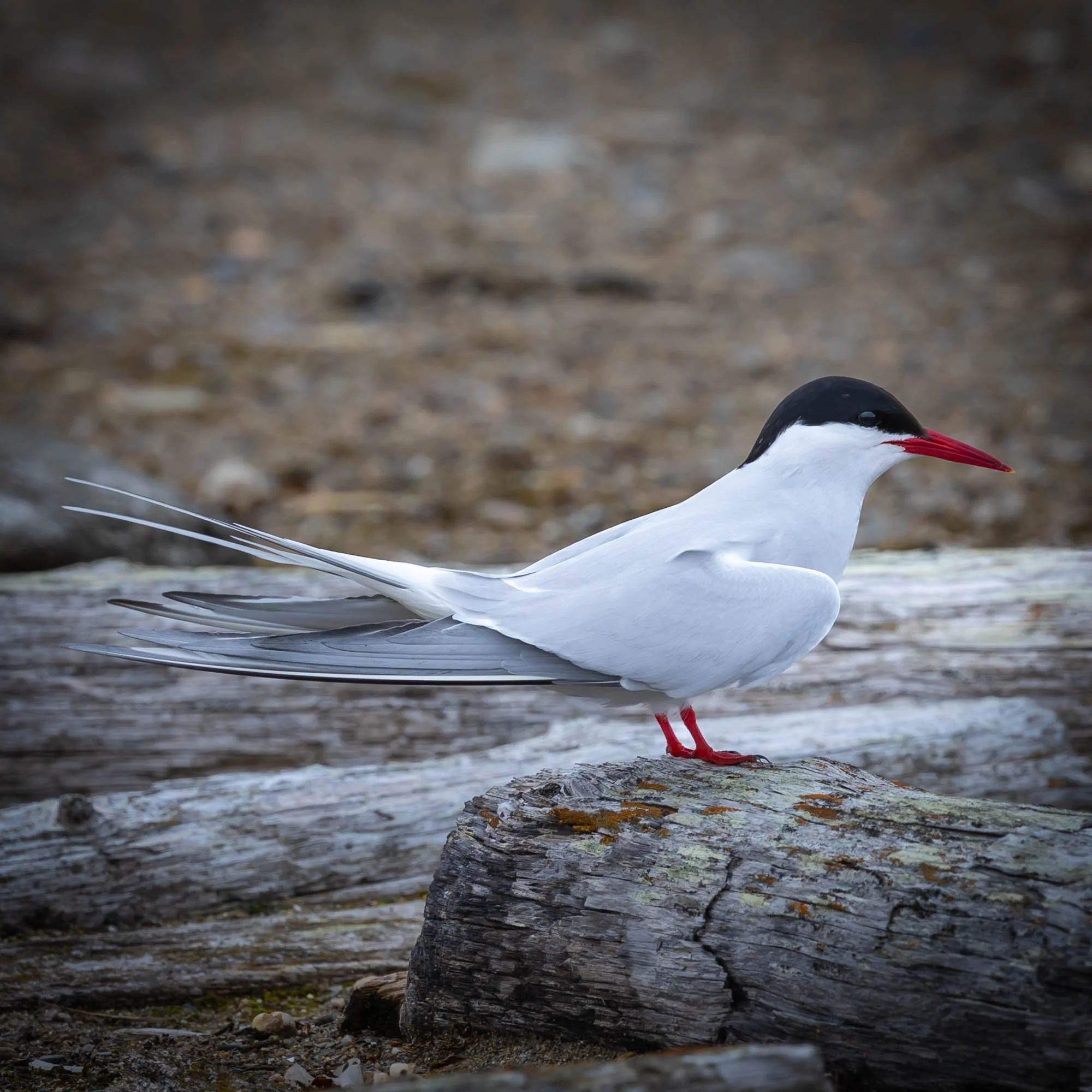 2026.06 Svalbard-1.jpg