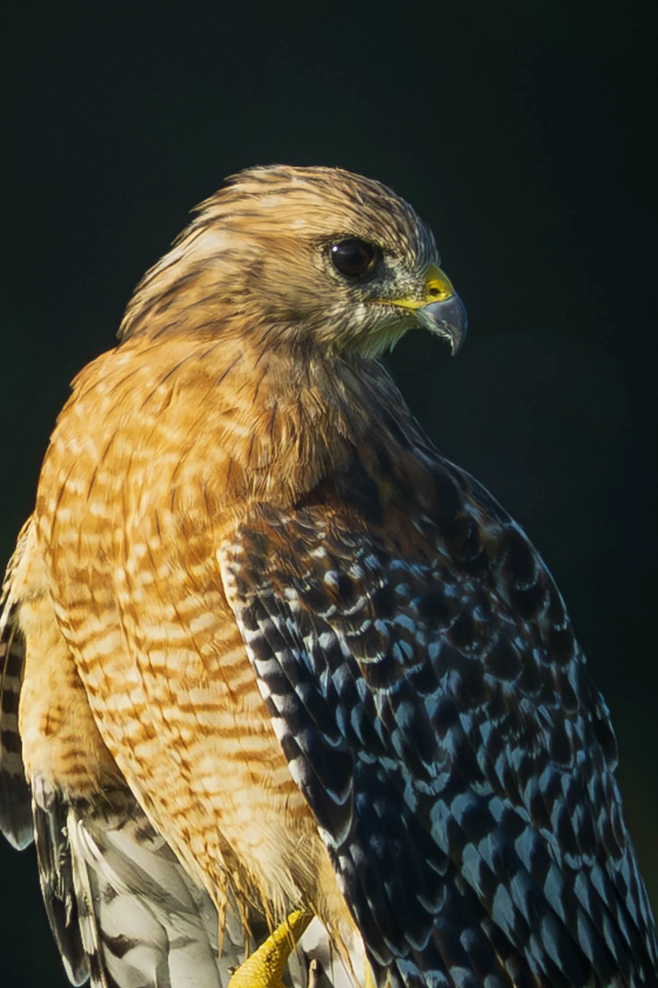 2026.08 Red Shoulder Hawk-2.jpg