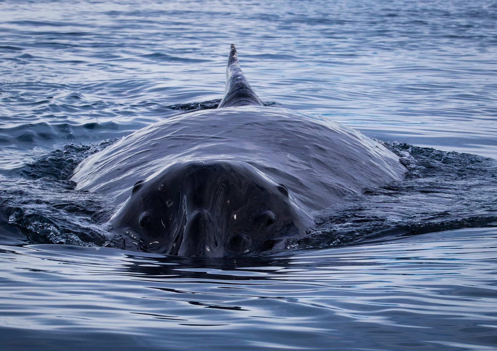 Humpback Whale Diving Under The Zodiac
