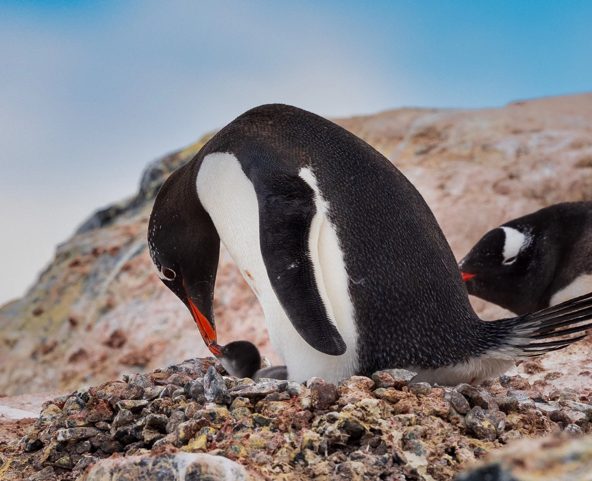 2022.12.22 Antarctica Penguin Chick 1.jpeg